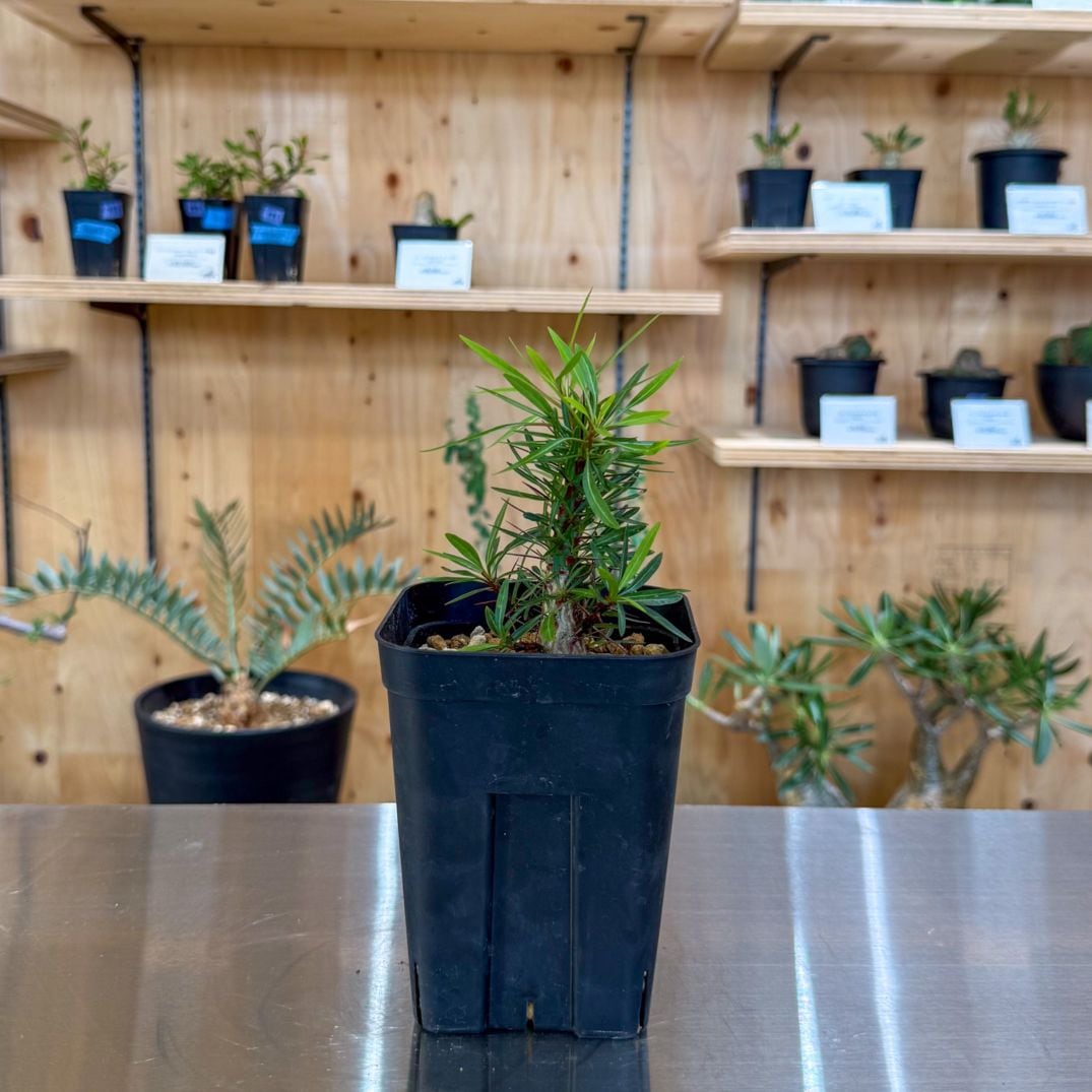 フォークイエリア プルプシー 実生 フォークイエリア プルプシー 実生