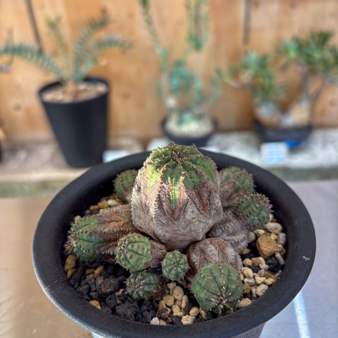 ユーフォルビア オベサ 群生 ユーフォルビア オベサ 多頭 群生