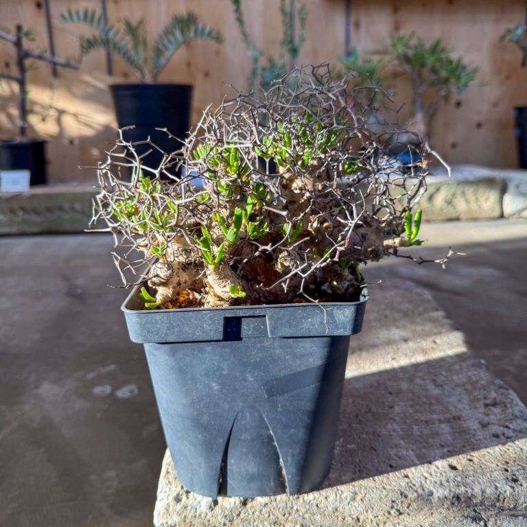 チレコドン レティキュラーツス 万物想 | 塊根植物 | 塊根