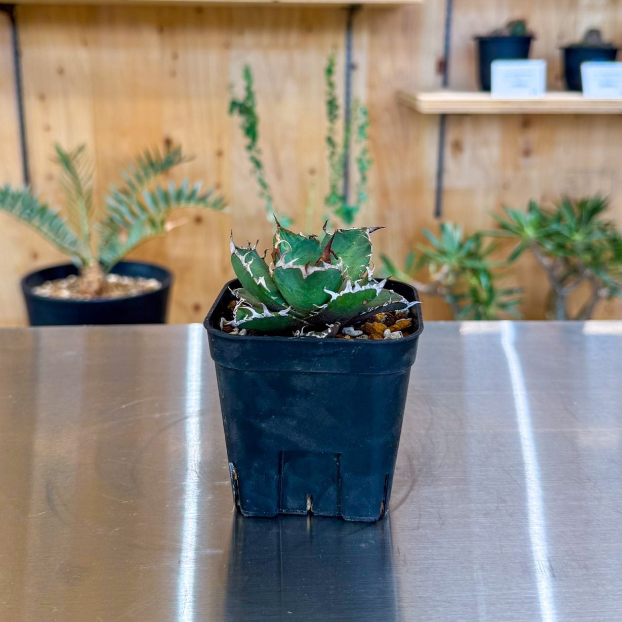 アガベ シーザー | アガベ | 塊根リーダーズ オンラインショップ