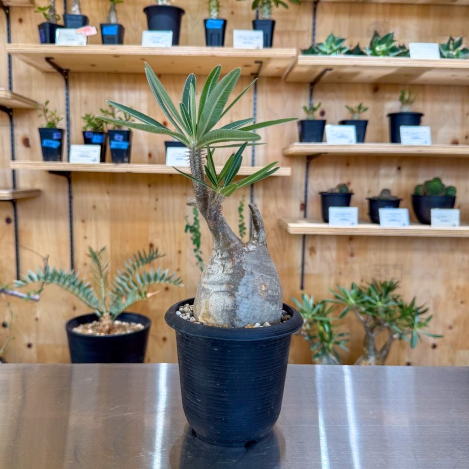 塊根植物 | 塊根リーダーズ オンラインショップ