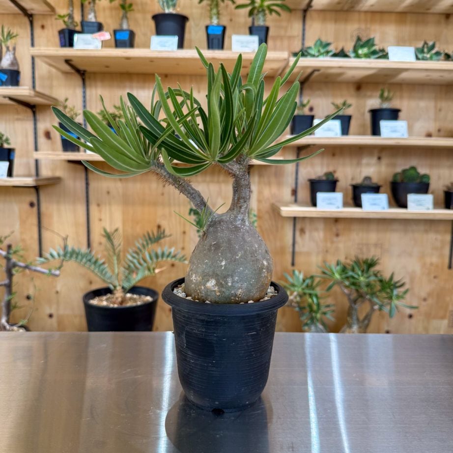 カタチ製作所 ⑤ mederu pot 鉢 植木鉢 作家鉢 アガベ グラキリス