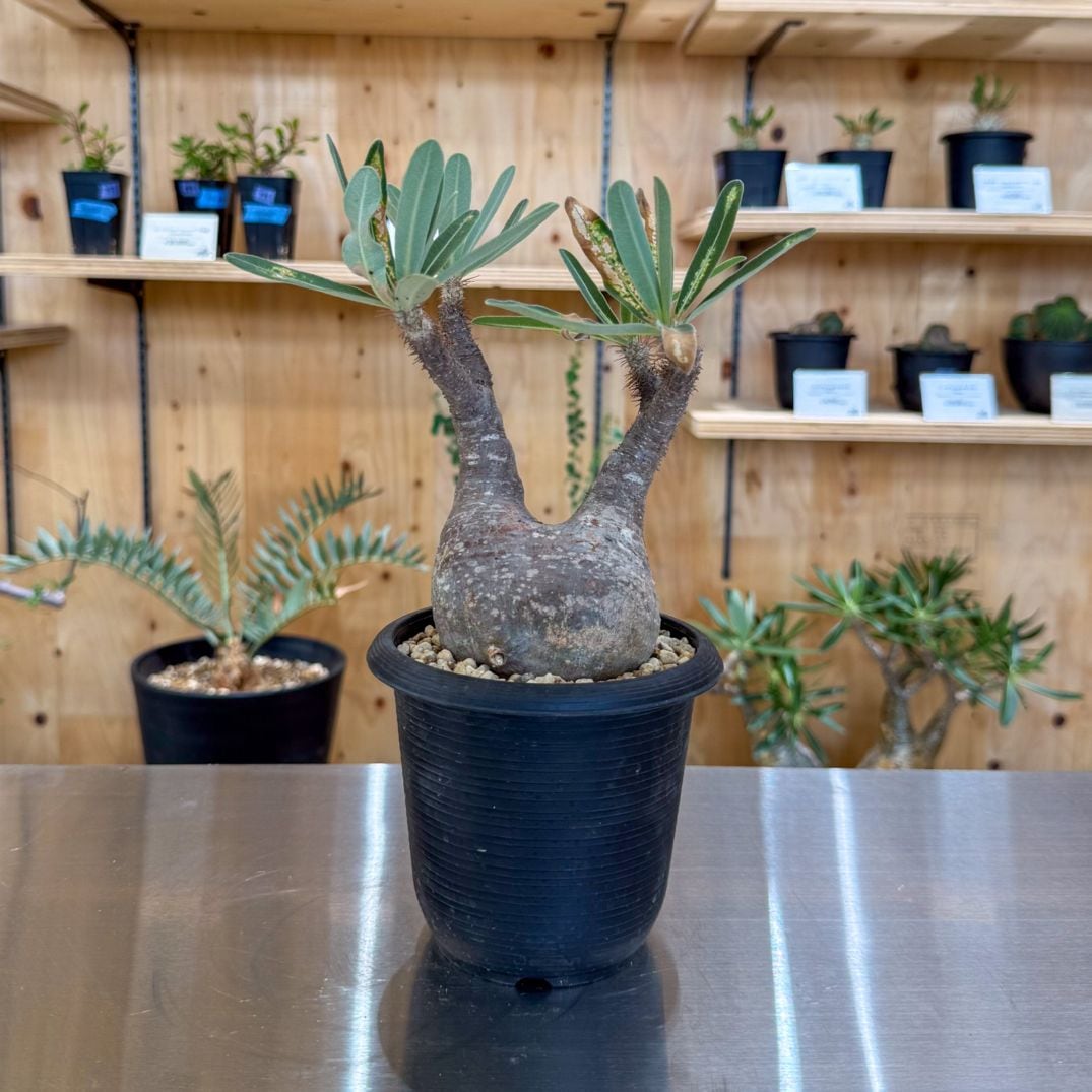 塊根植物,グラキリス | 塊根リーダーズ オンラインショップ