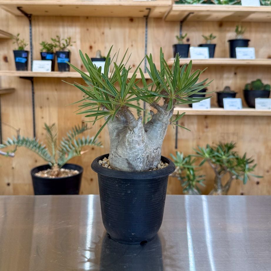 グラキリス　塊根植物 中型 黒い鉢付き GOODS,植物鉢 | 塊根リーダーズ オンラインショップ