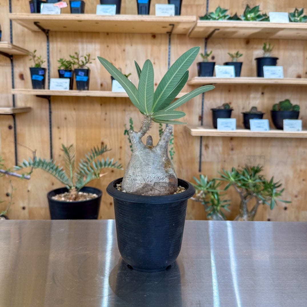 塊根植物,グラキリス | 塊根リーダーズ オンラインショップ