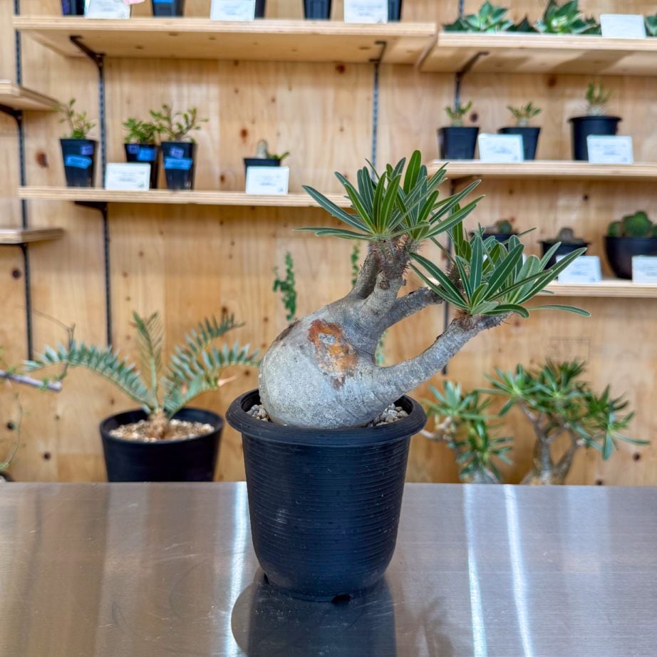 グラキリス】塊根！超良型ダブルヘッド SRL Neighborhood グラキリス