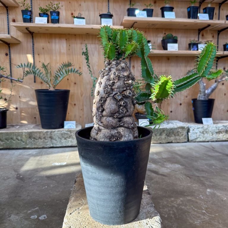 ユーフォルビア ムランジーナ | ユーフォルビア系 | 塊根リーダーズ