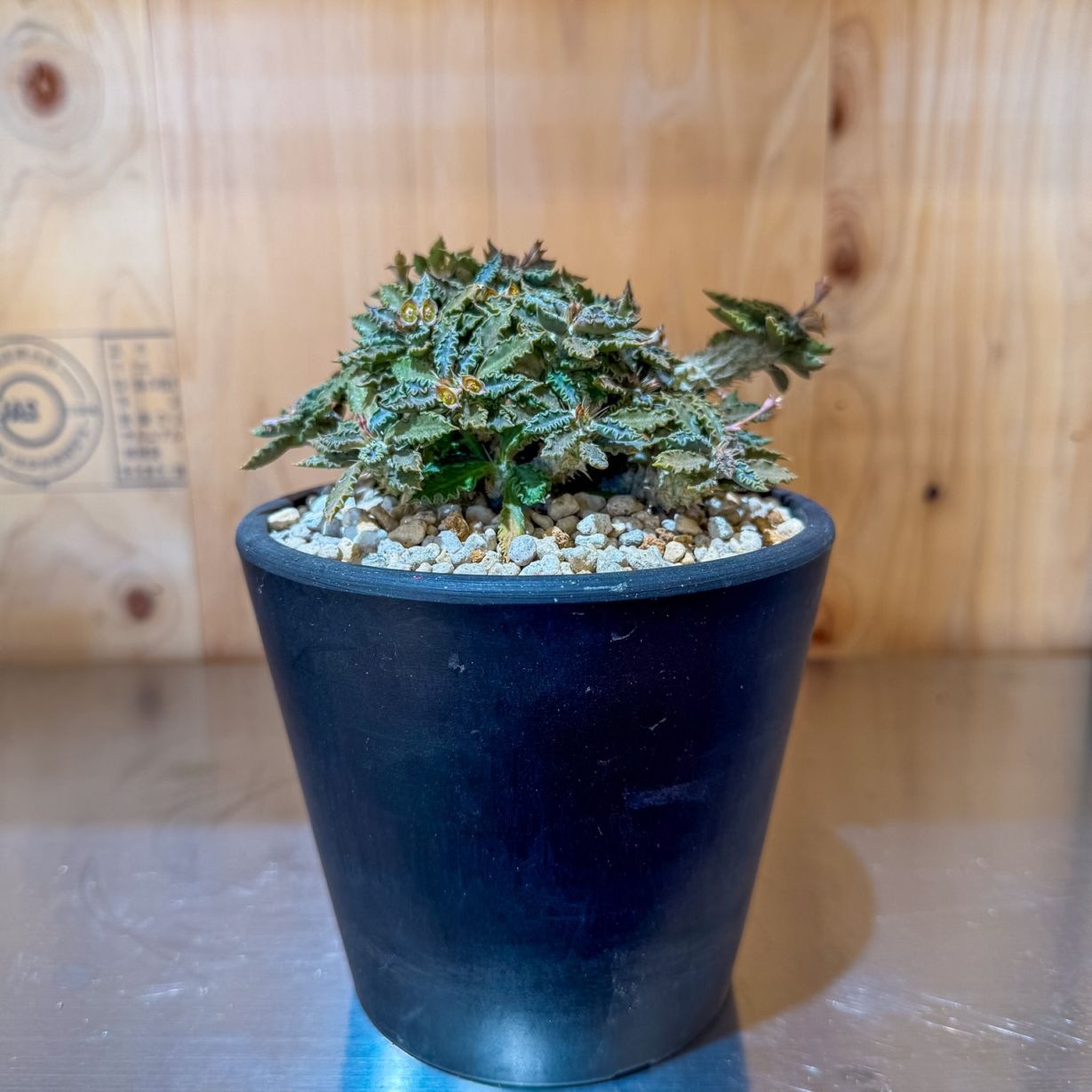 ユーフォルビア トゥレアレンシス | ユーフォルビア系 | 塊根