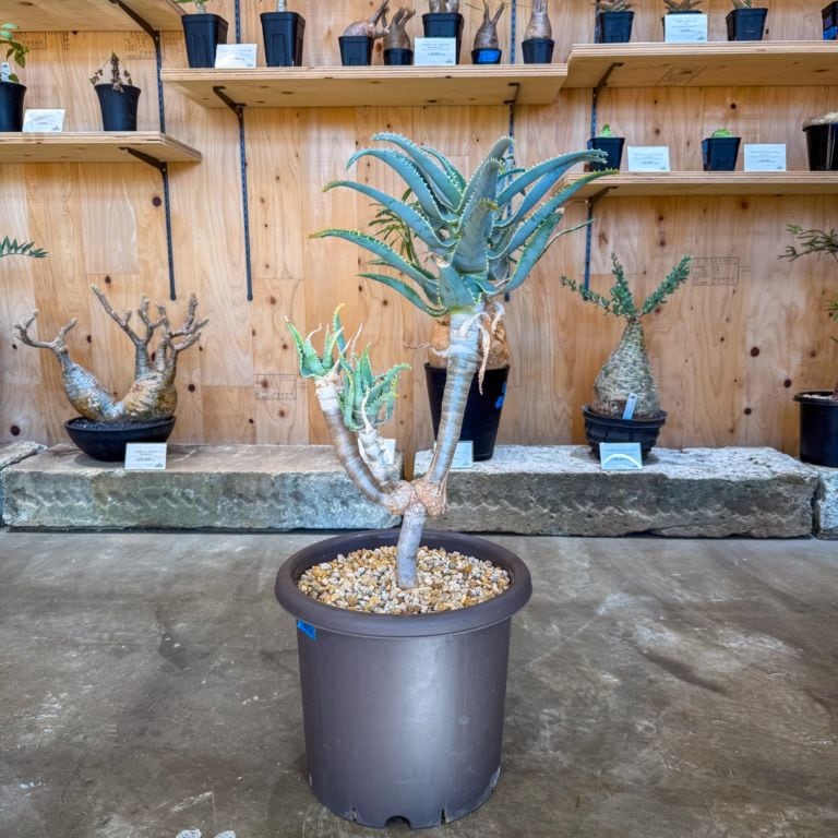 アロエ ピランシー | その他観葉植物 | 塊根リーダーズ オンラインショップ