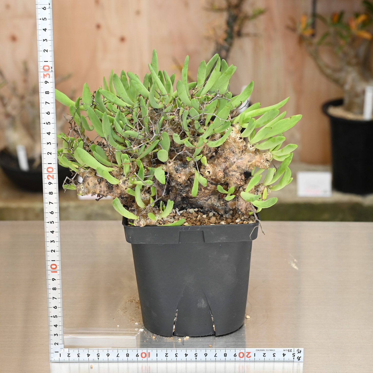 チレコドン 万物想 | 塊根植物 | 塊根リーダーズ オンラインショップ