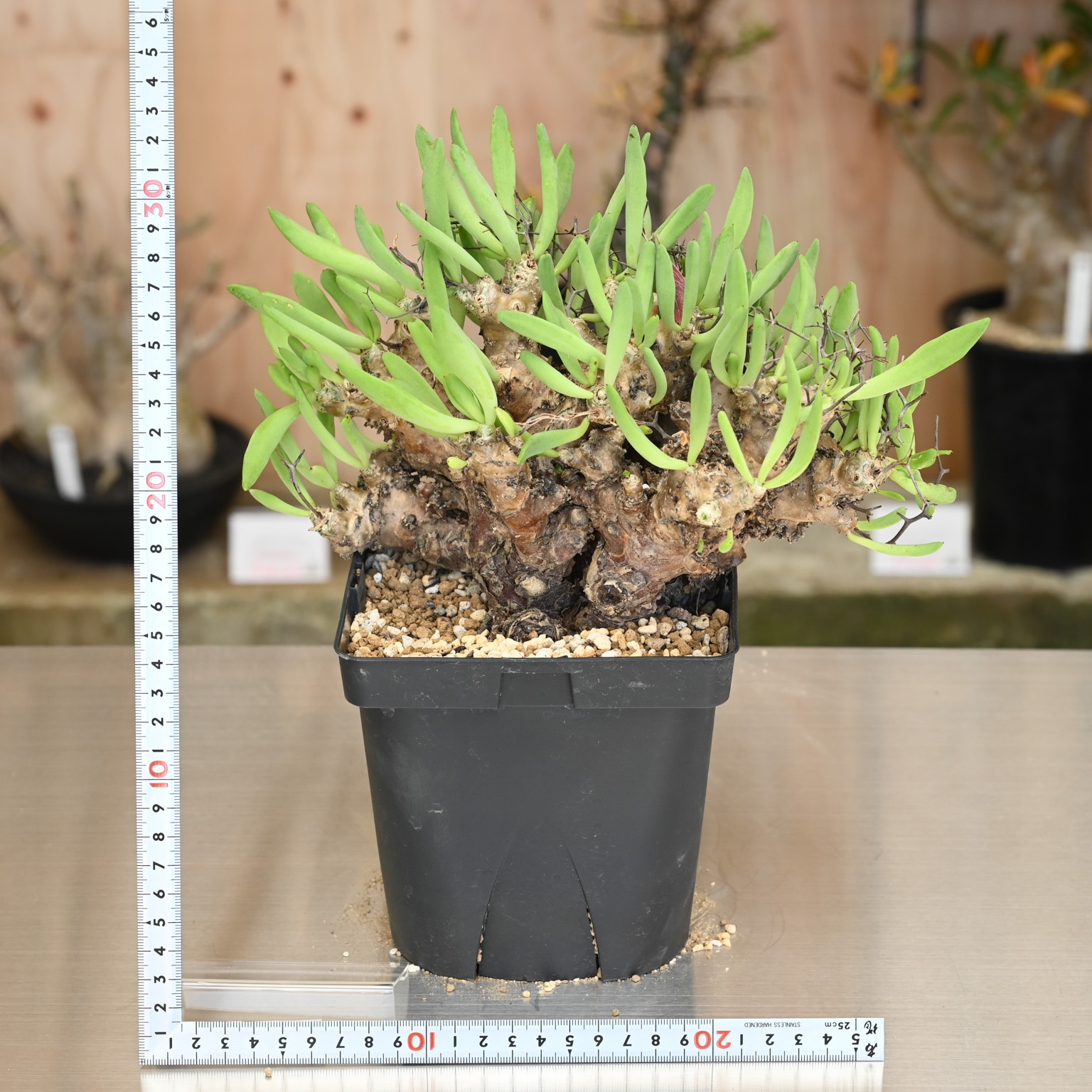 チレコドン 万物想 | 塊根植物 | 塊根リーダーズ オンラインショップ