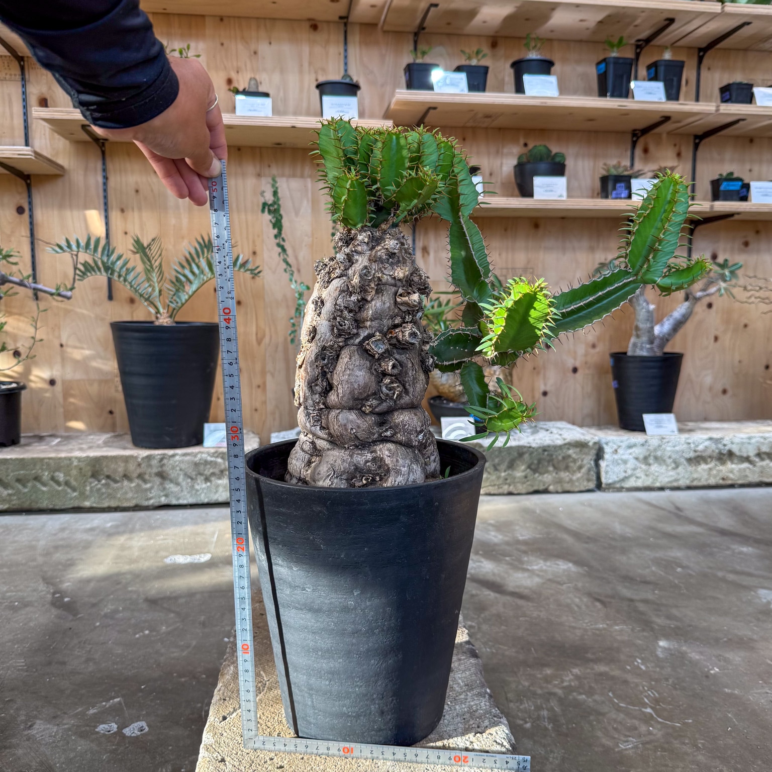 ユーフォルビア ムランジーナ | ユーフォルビア系 | 塊根リーダーズ