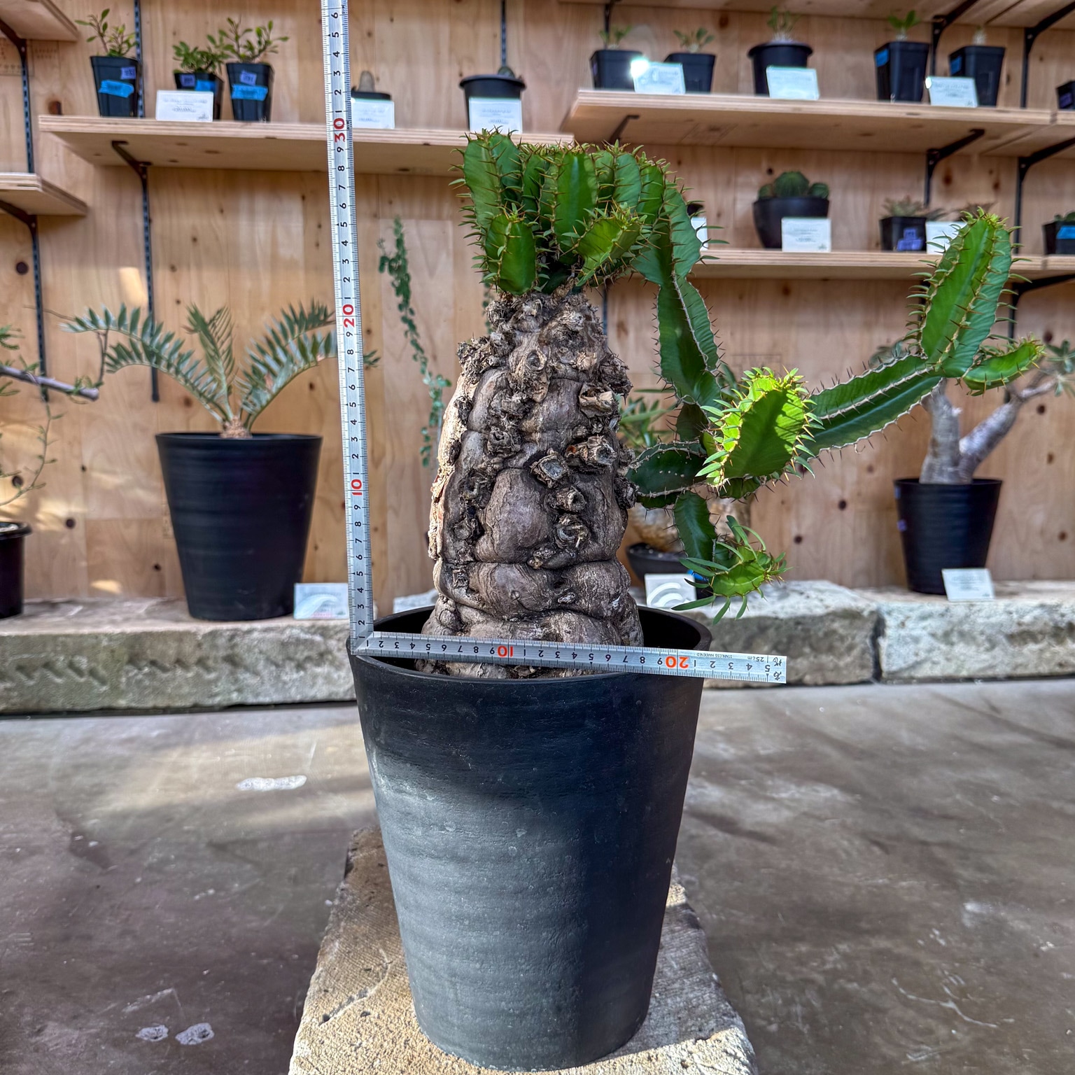 ユーフォルビア ムランジーナ ユーフォルビア・ムランジーナ | Sun・Shepherd