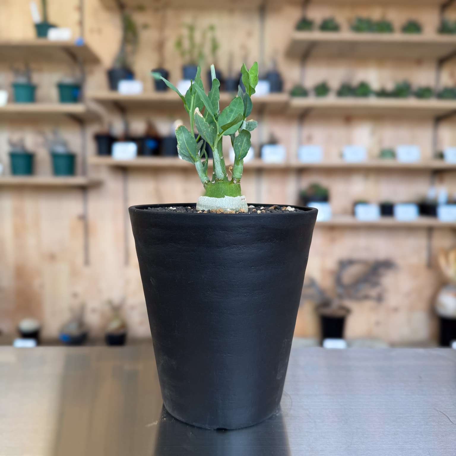 アデニア ペチュエリー 実生 | 塊根植物 | 塊根リーダーズ