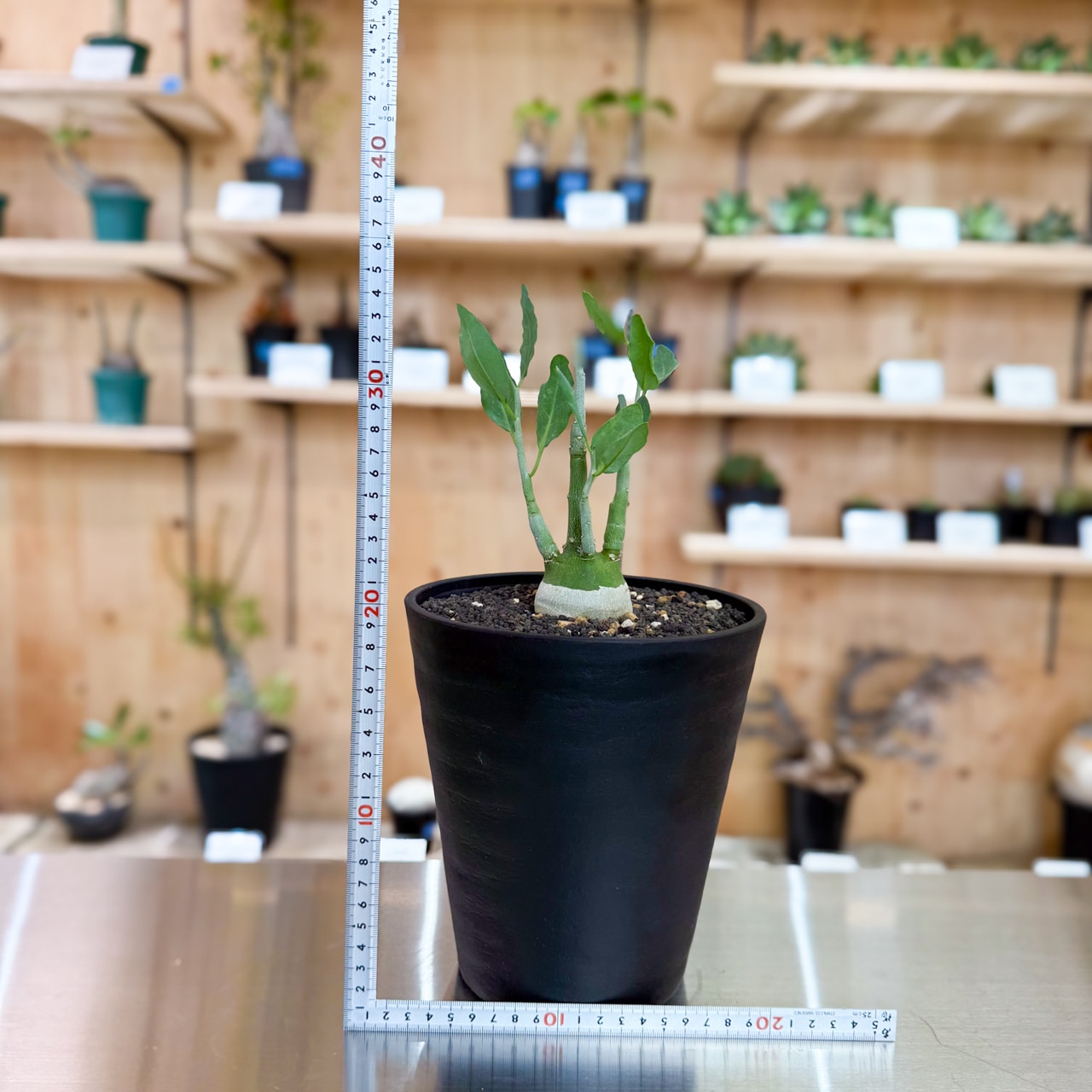 アデニア ペチュエリー 実生 自根株 アデニア ペチュエリー 実生 アデニア ペチュエリー 実生 自根株 アデニア ペチュエリー 実生