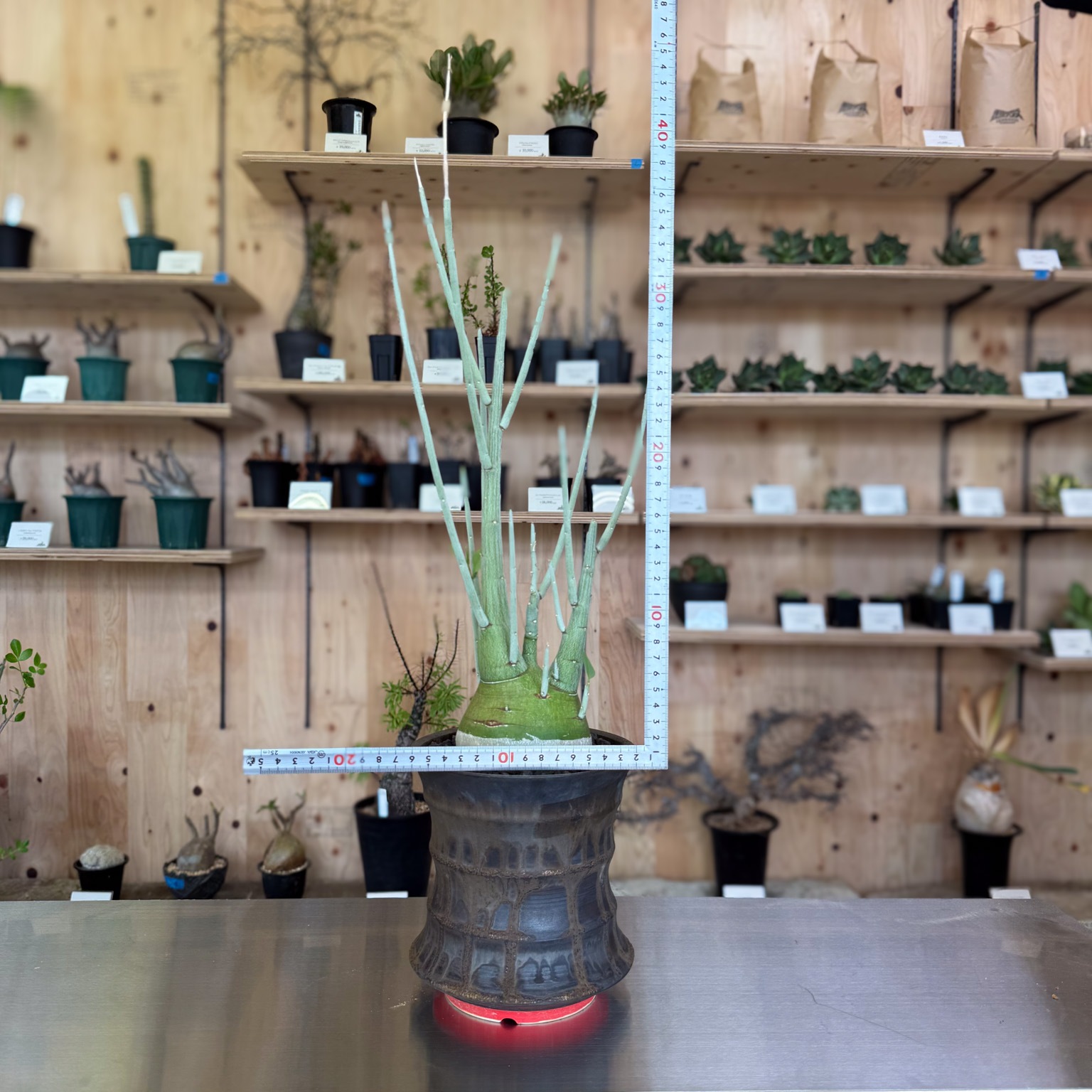 産地情報付　アデニア ペチュエリー 種子 5粒 アデニア ペチュエリー | STELLA.PLANTS