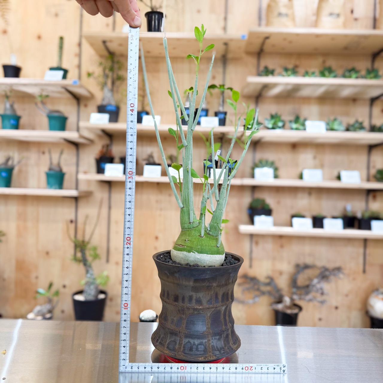 アデニア　ペチュエリー　実生 アデニア ペチュエリー 実生 | 塊根植物 | 塊根リーダーズ