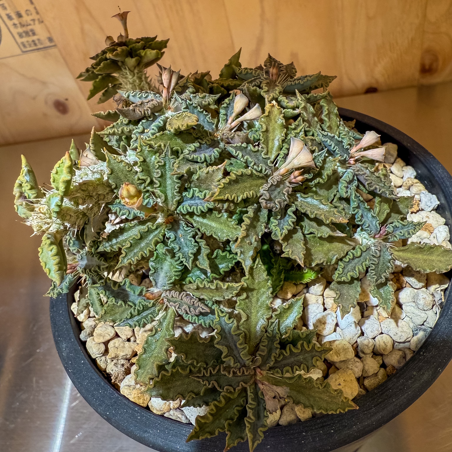 ユーフォルビア トゥレアレンシス | ユーフォルビア系 | 塊根