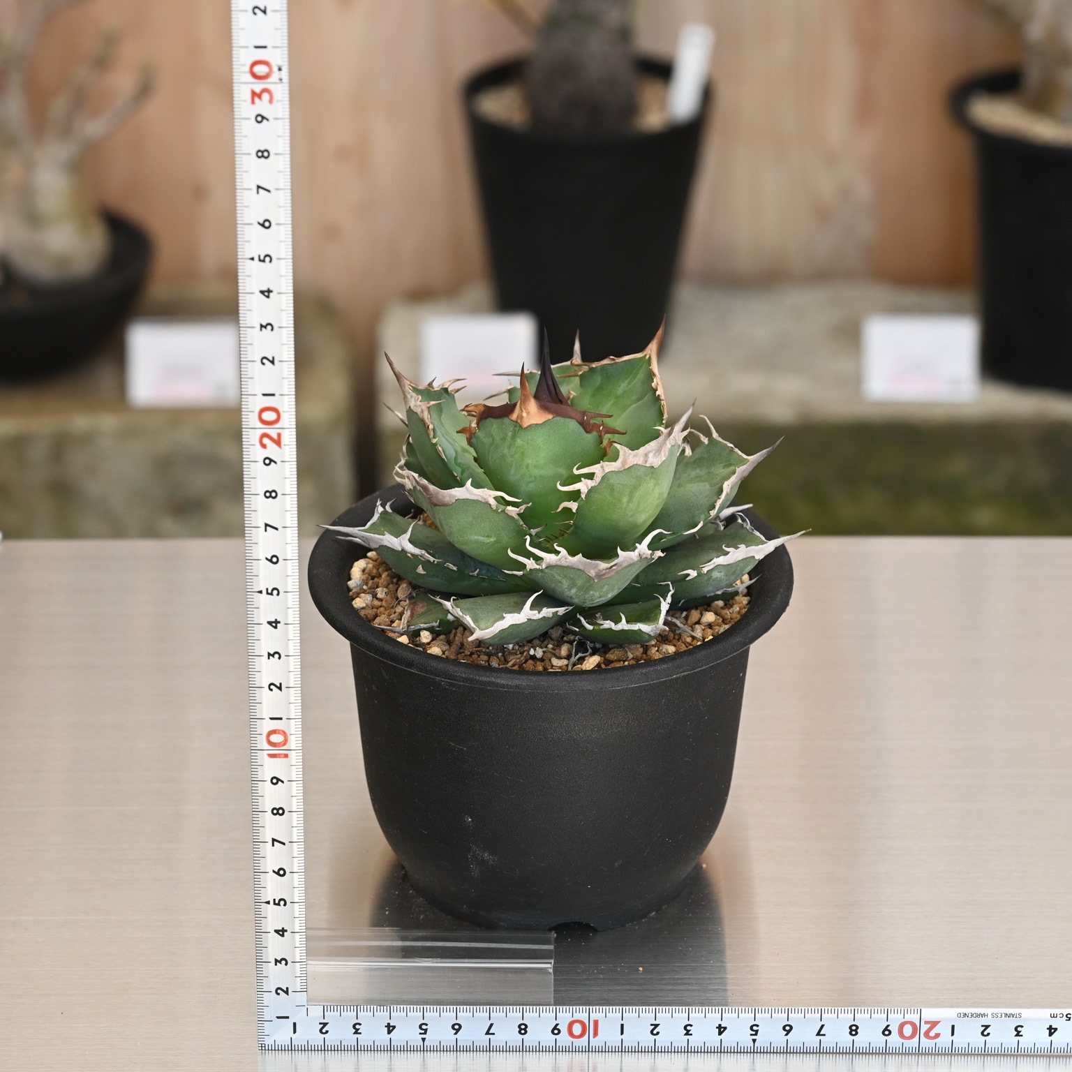 アガベ 狂戦士 | アガベ | 塊根リーダーズ オンラインショップ