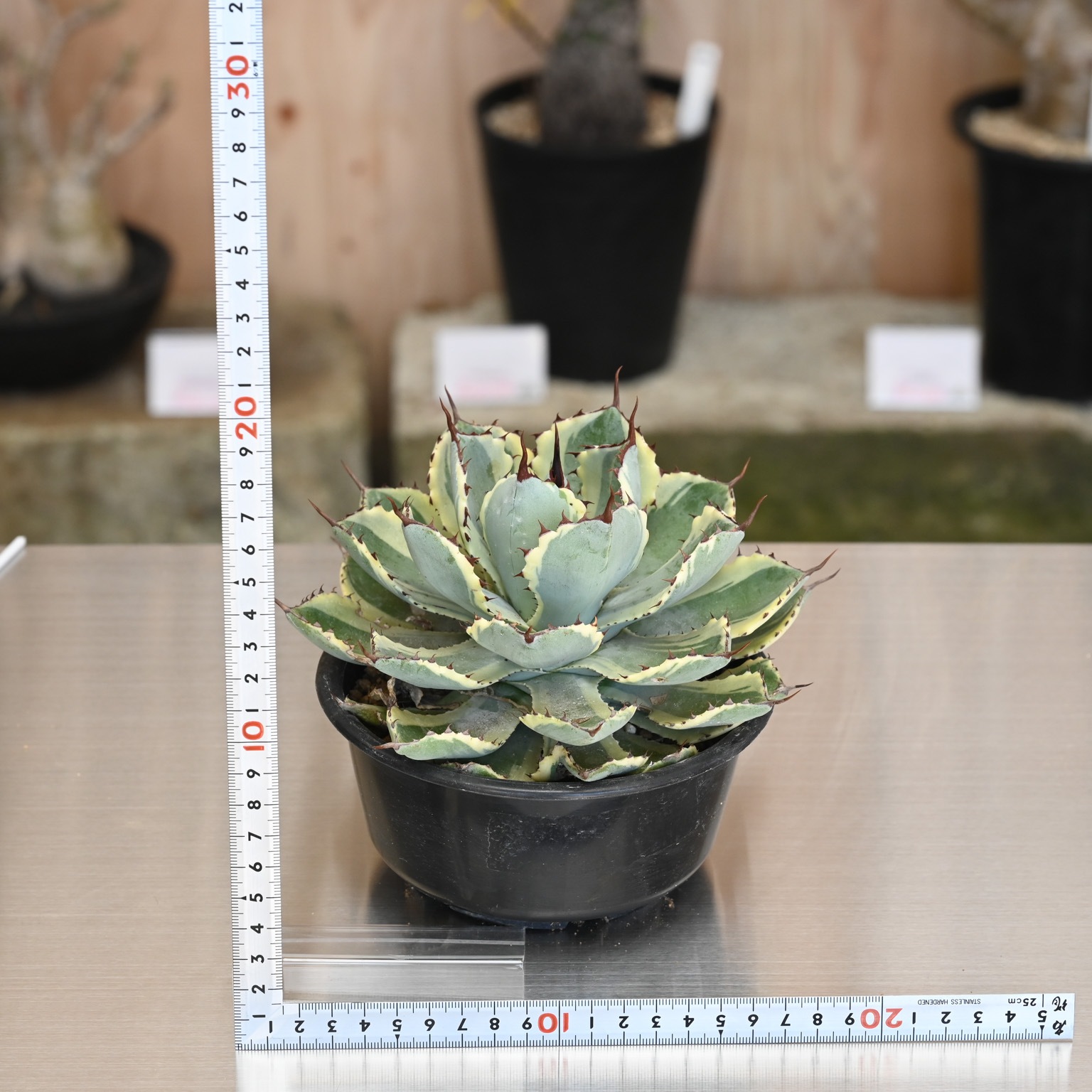 アガベ　吉祥冠錦　W35cm アガベ・ポタトラム 吉祥冠錦 3.5号鉢 | | アガベ