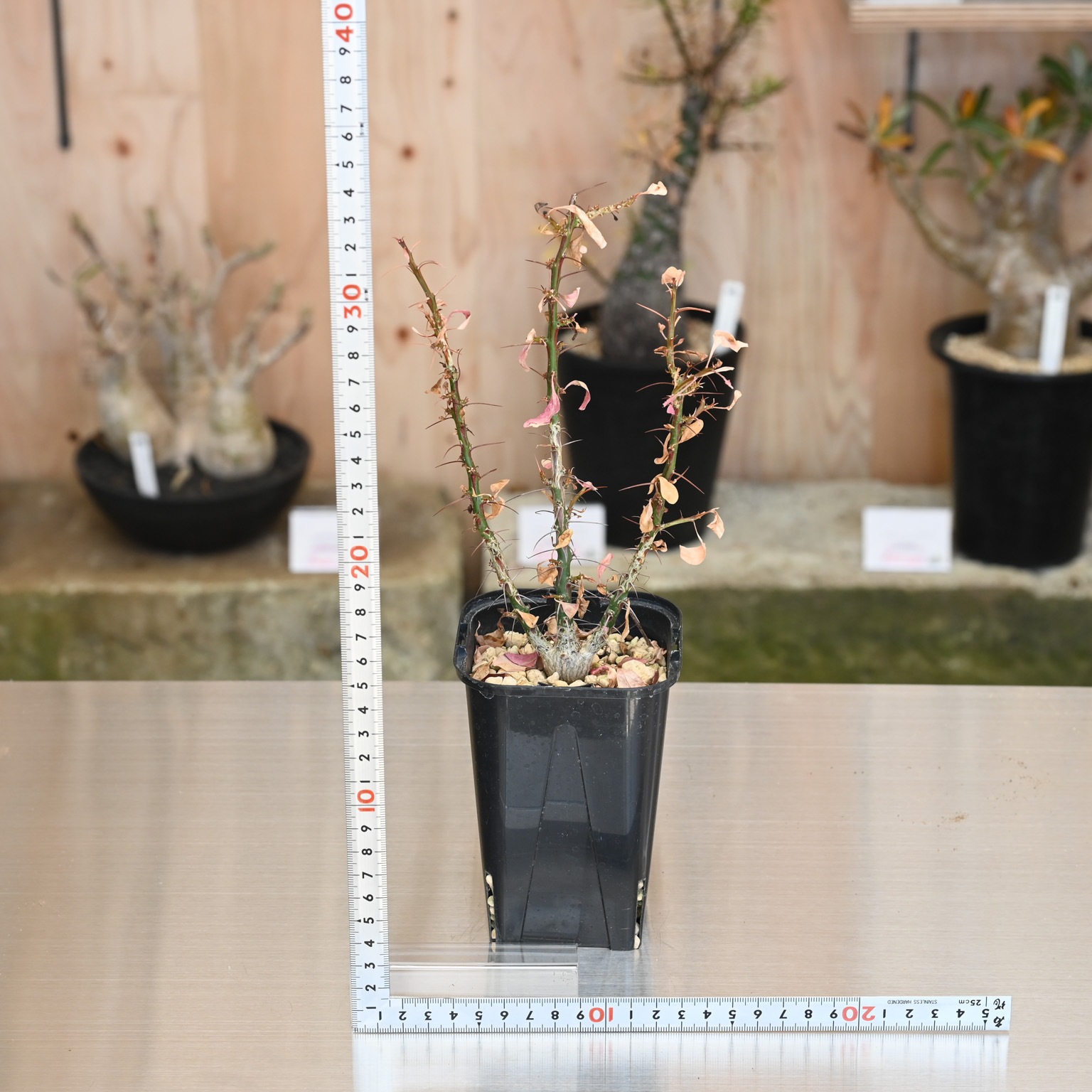 フォークイエリア ファシクラータ | 灌木系 | 塊根リーダーズ