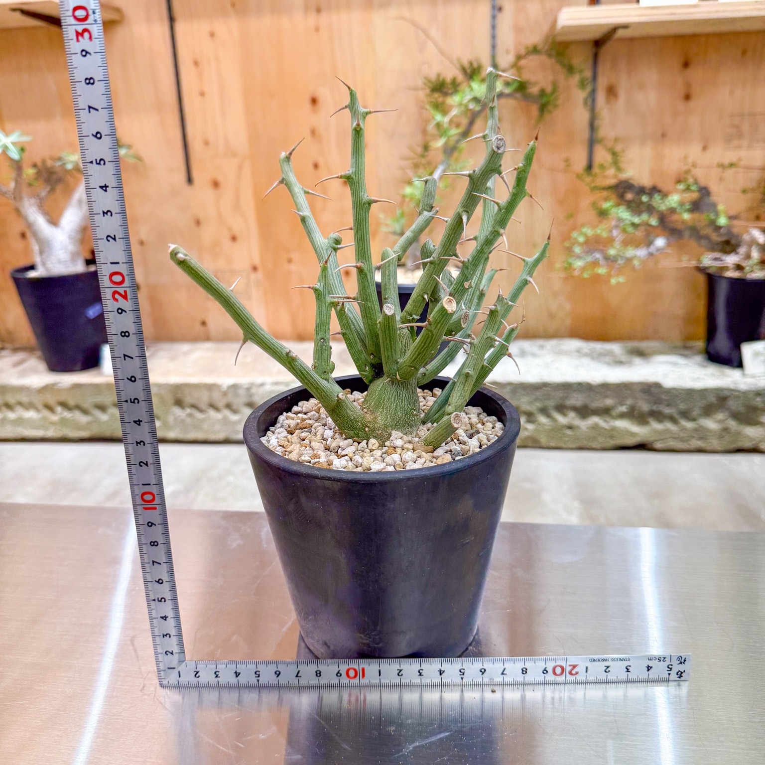 アデニア バリー | 塊根植物 | 塊根リーダーズ オンラインショップ