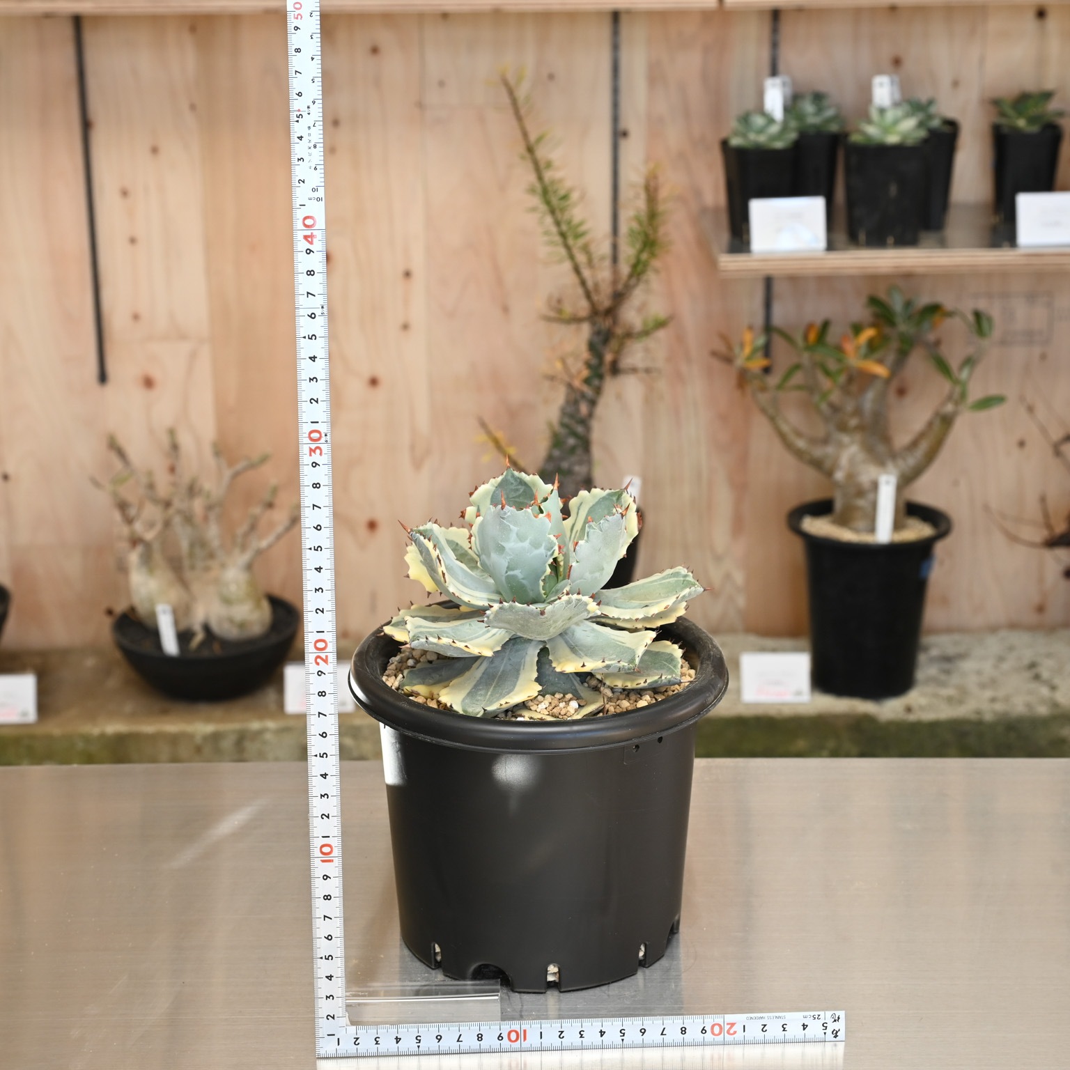 アガベ 王妃甲蟹锦 アガベ 王妃カブトガニ錦 大株 子株付