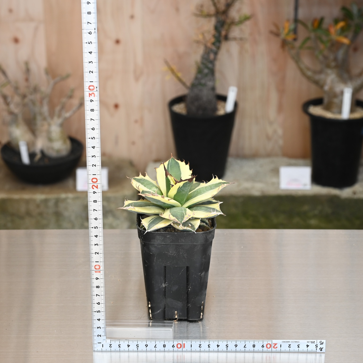 アガベ スナグルトゥース | アガベ | 塊根リーダーズ オンライン