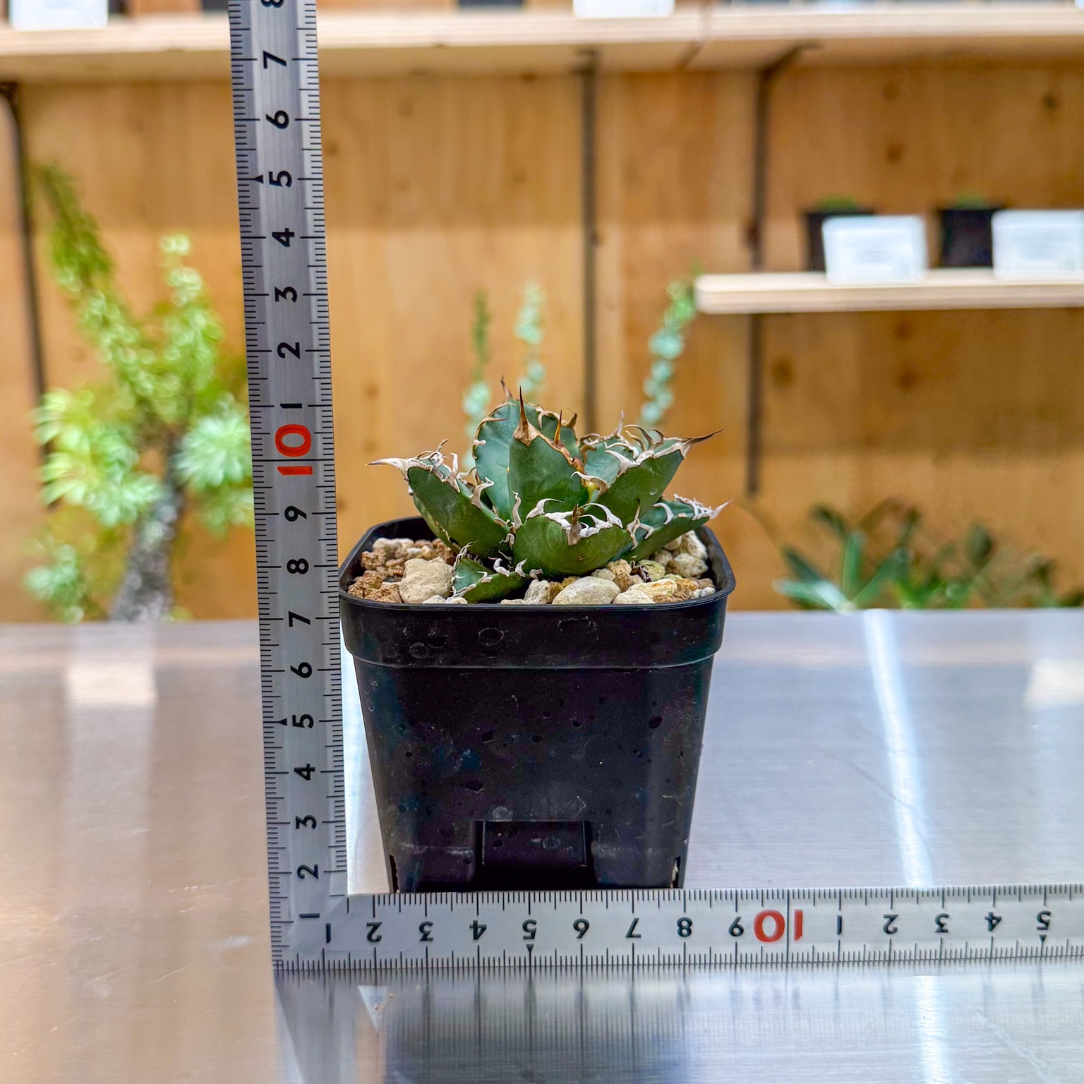 アガベ シーザー | アガベ | 塊根リーダーズ オンラインショップ