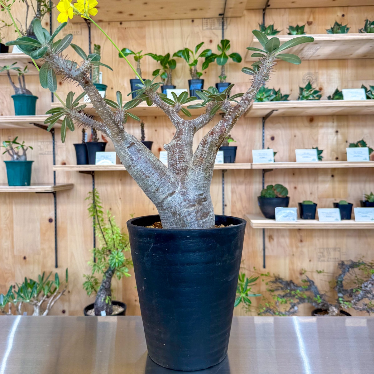 パキポディウム カクチペス | 塊根植物 | 塊根リーダーズ オンライン