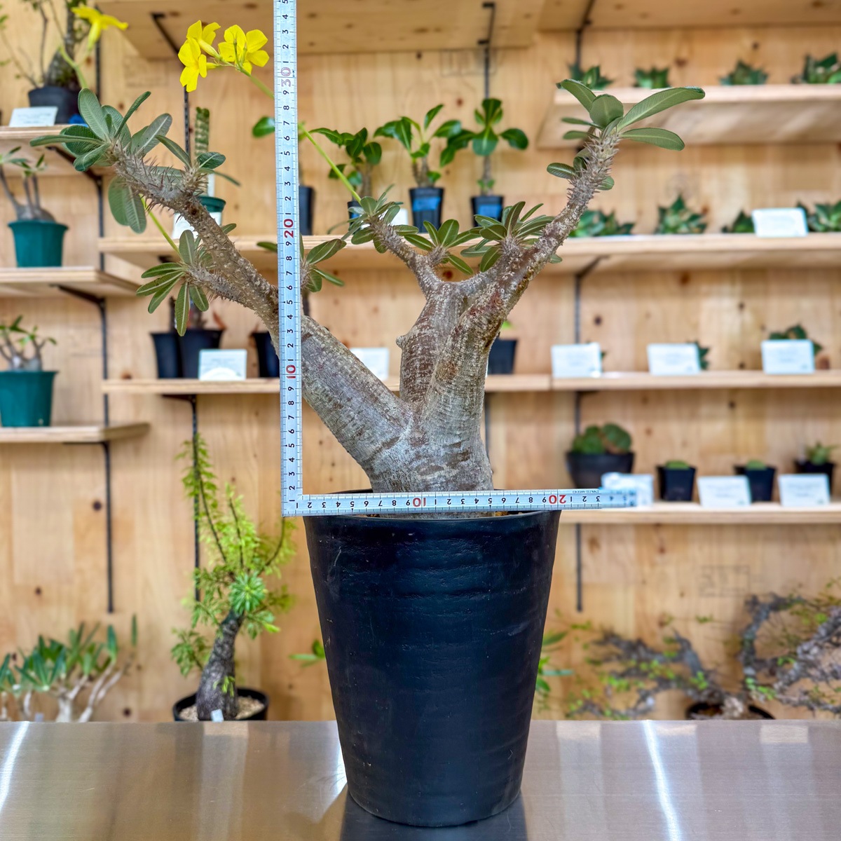 パキポディウム カクチペス | 塊根植物 | 塊根リーダーズ オンライン