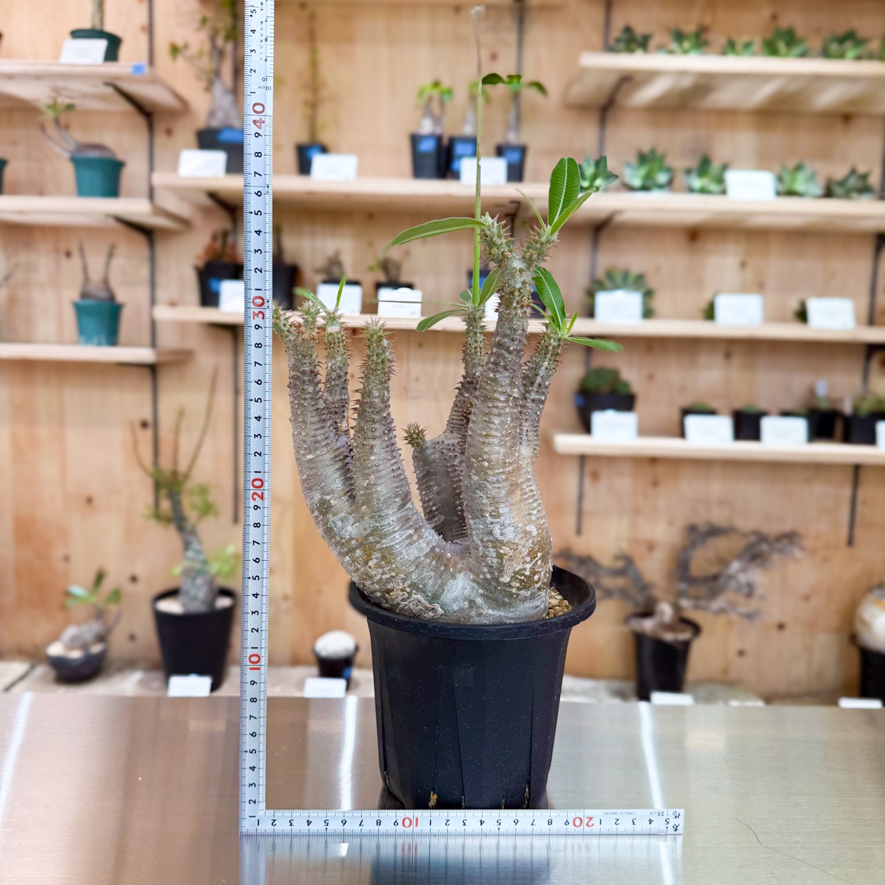 パキポディウム イノピナツム | 塊根植物 | 塊根リーダーズ