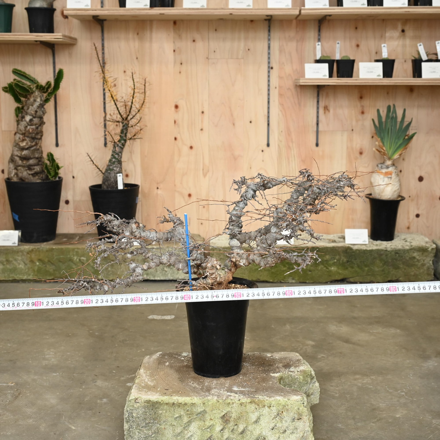 大株 灌木系 塊根植物 コミフォラ エイルCommiphora sp.Eyl 特大】Commiphora Eyl【最高の灌木コーデックス】コミフォラ