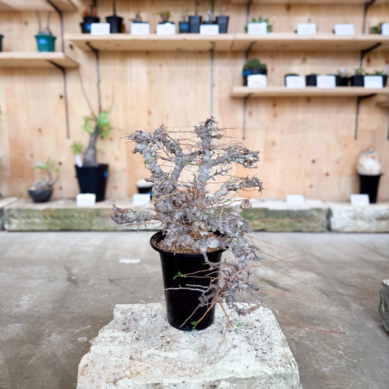 コミフォラ　sp エイル　1 TOGETOGE PLANTS コミフォラ sp エイル 1 TOGETOGE PLANTS コミフォラ sp エイル