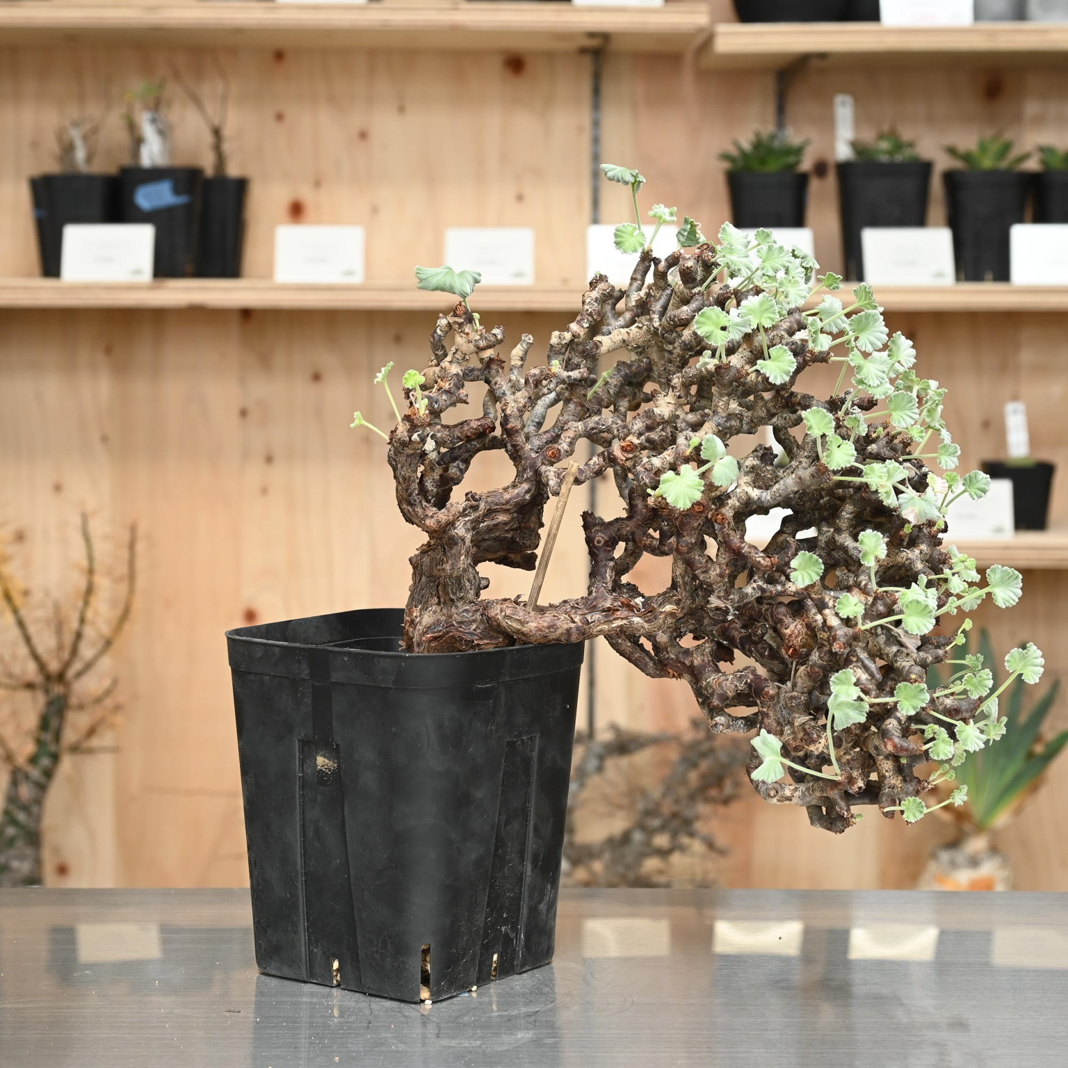 ペラルゴニウム ミラビレ リーゼント | 塊根植物 | 塊根リーダーズ