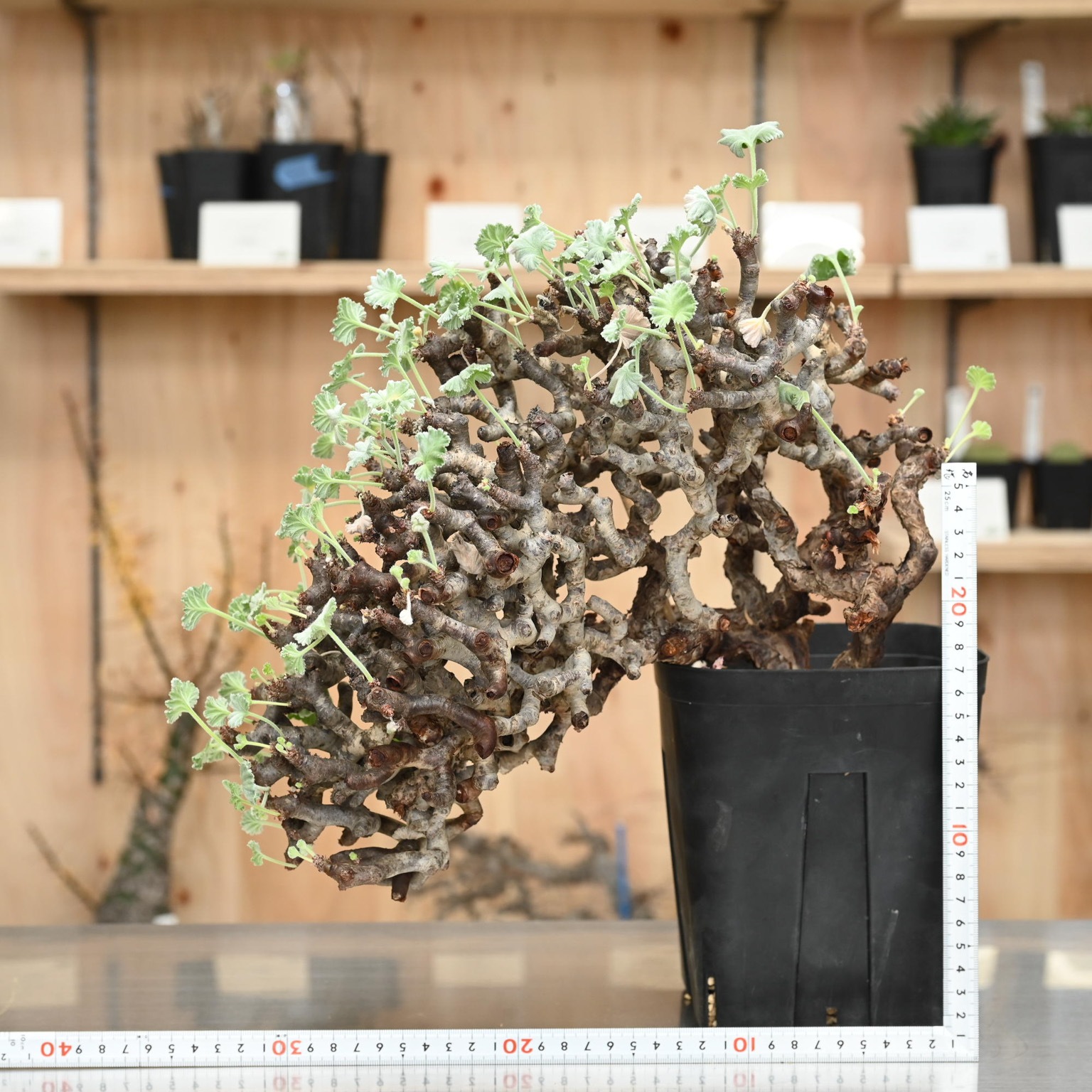 ペラルゴニウム ミラビレ リーゼント | 塊根植物 | 塊根