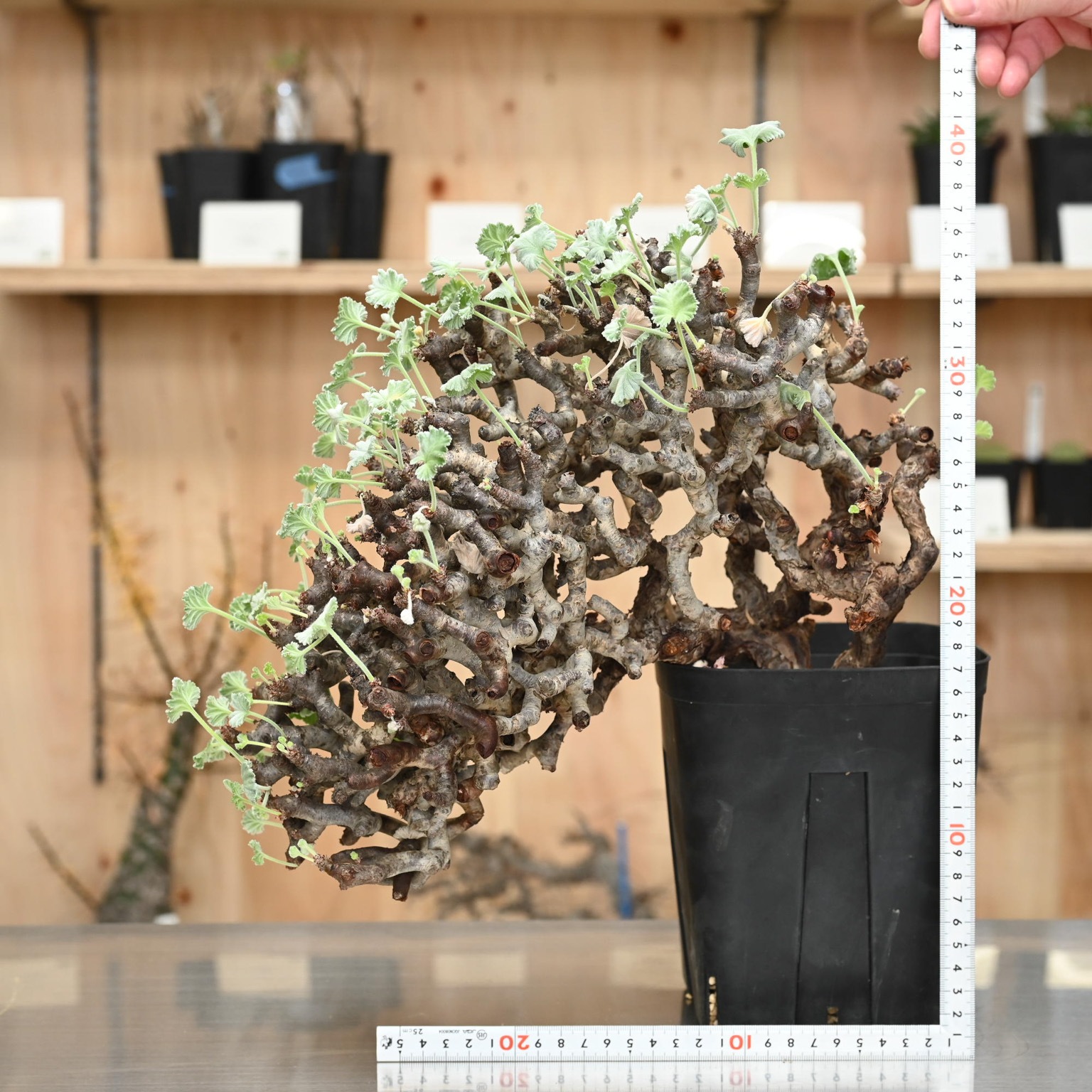 ペラルゴニウム　ミラビレ isla del pescado - Pelargonium mirabile-ペラルゴニム・ミラビレ