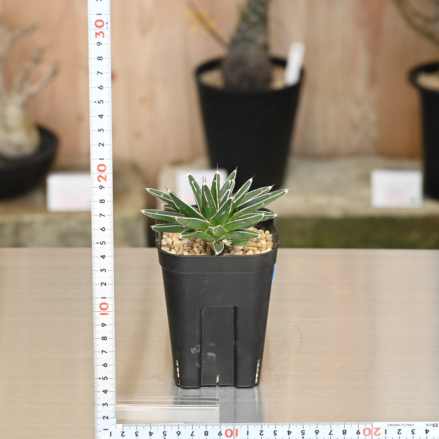 ま*こ様 【特大！！直径24cm】アガベ・笹の雪 多肉植物：アガベ 笹の雪*幅24cm 現品！一品限り ※下葉に傷み