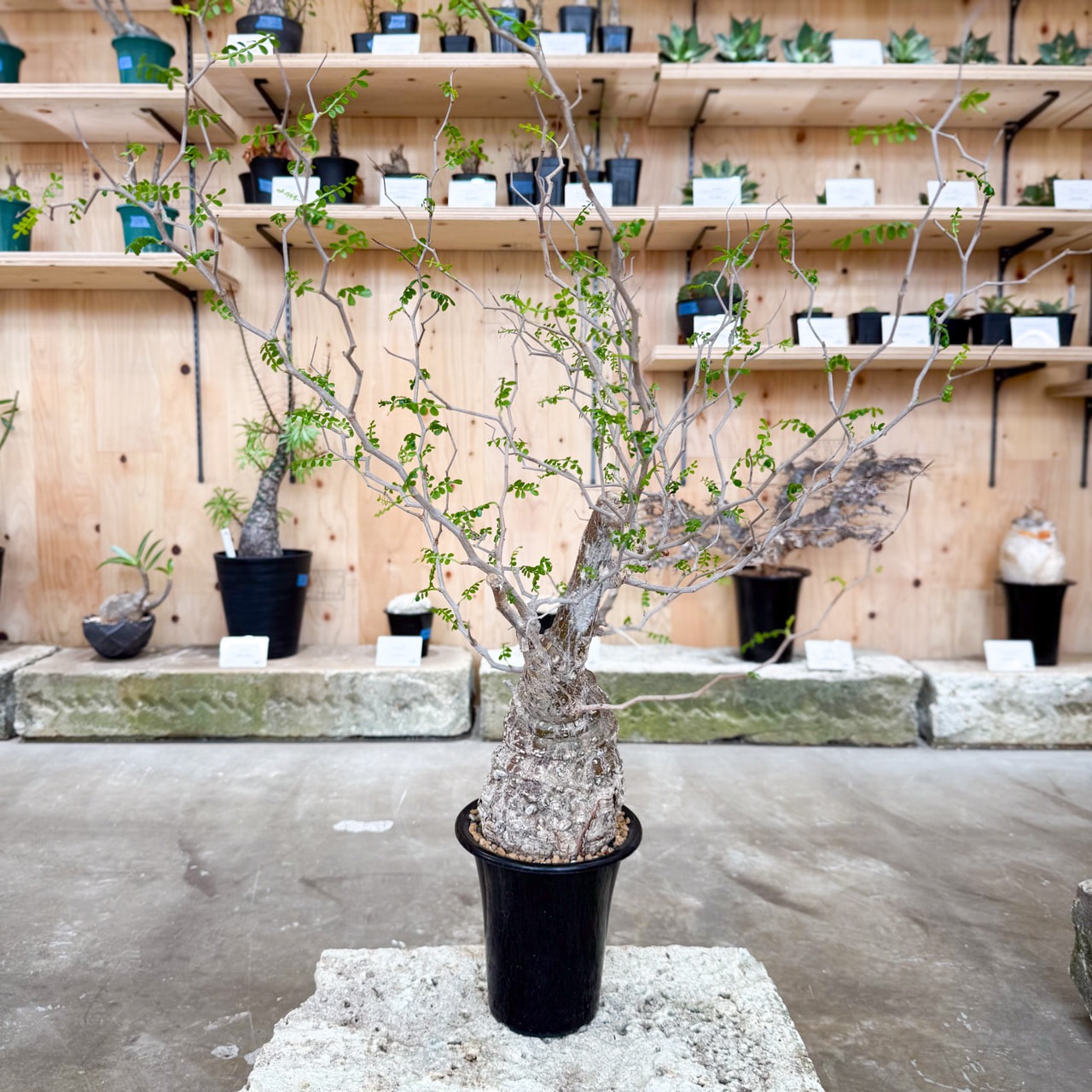 オペルクリカリア パキプス | 塊根植物 | 塊根リーダーズ オンライン