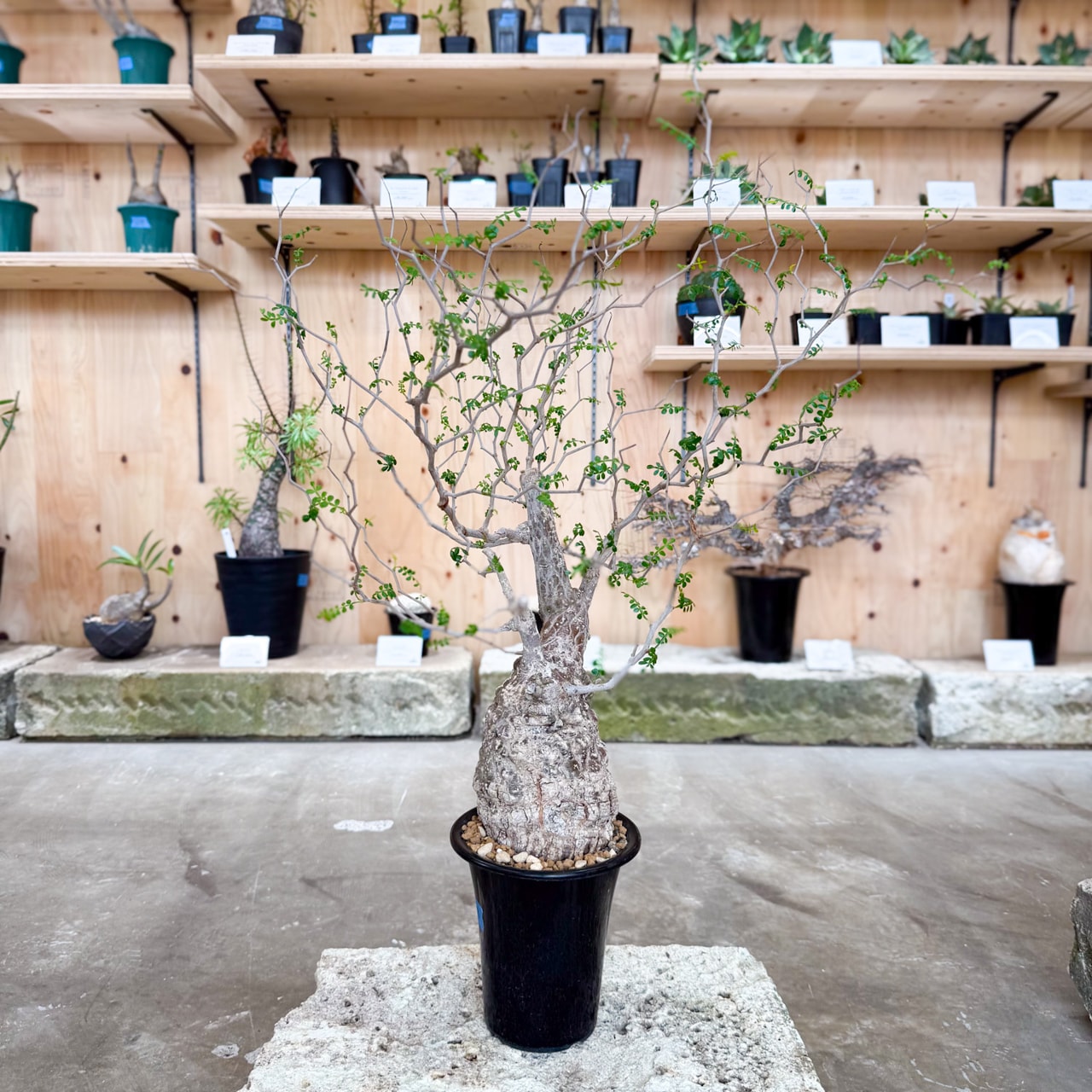 オペルクリカリア パキプス | 塊根植物 | 塊根リーダーズ オンライン