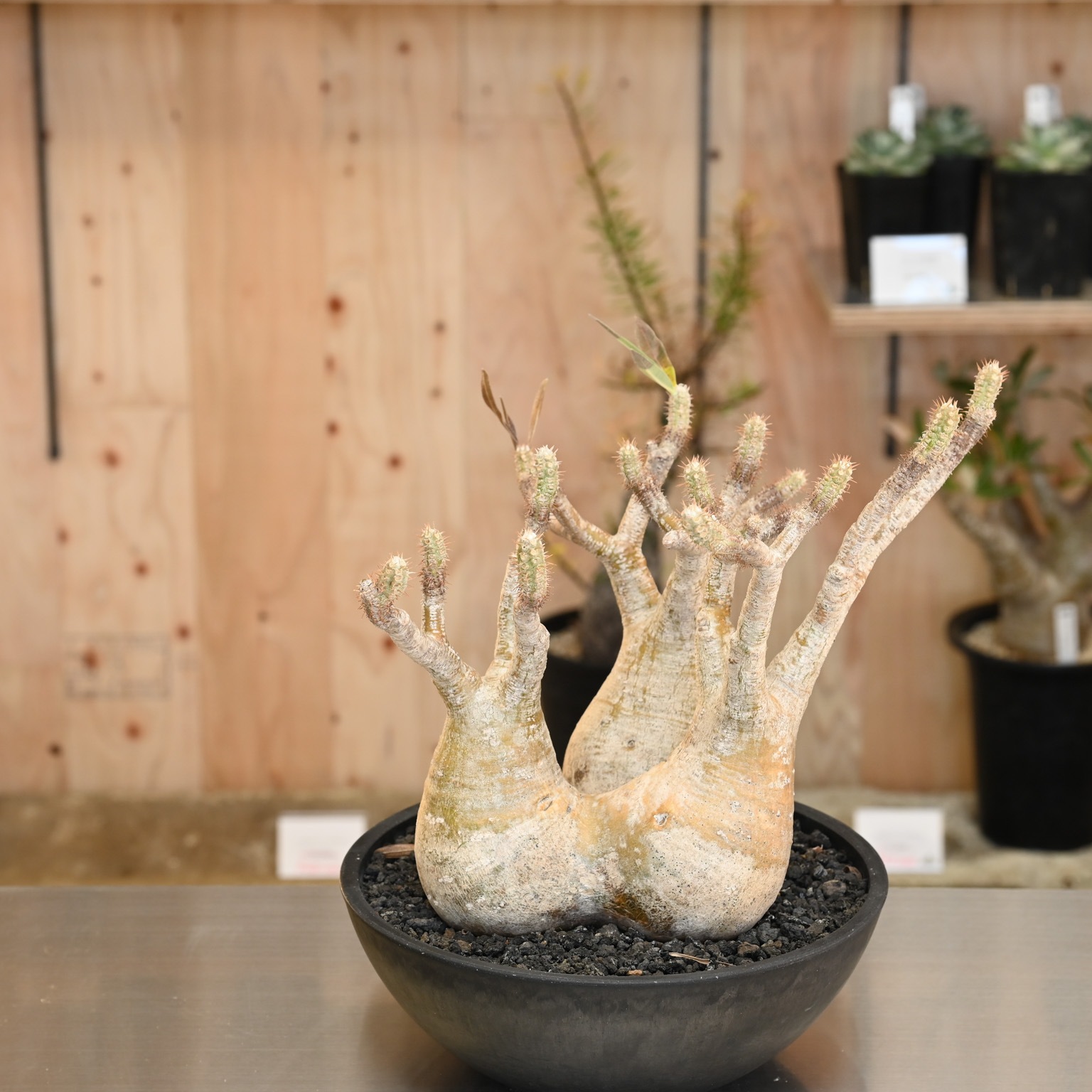 パキポディウム グラキリス | グラキリス | 塊根リーダーズ オンライン