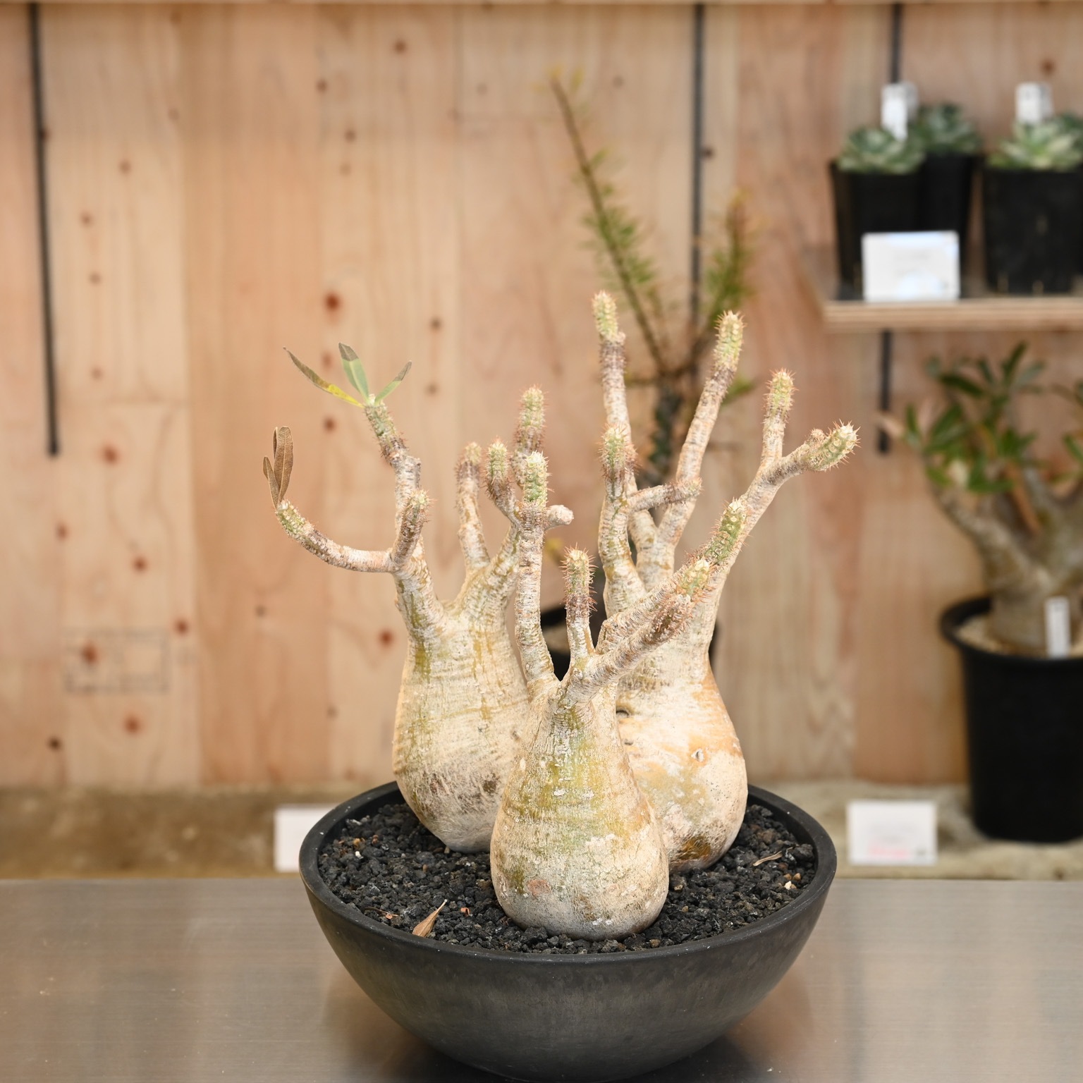 パキポディウム グラキリス | グラキリス | 塊根リーダーズ オンライン