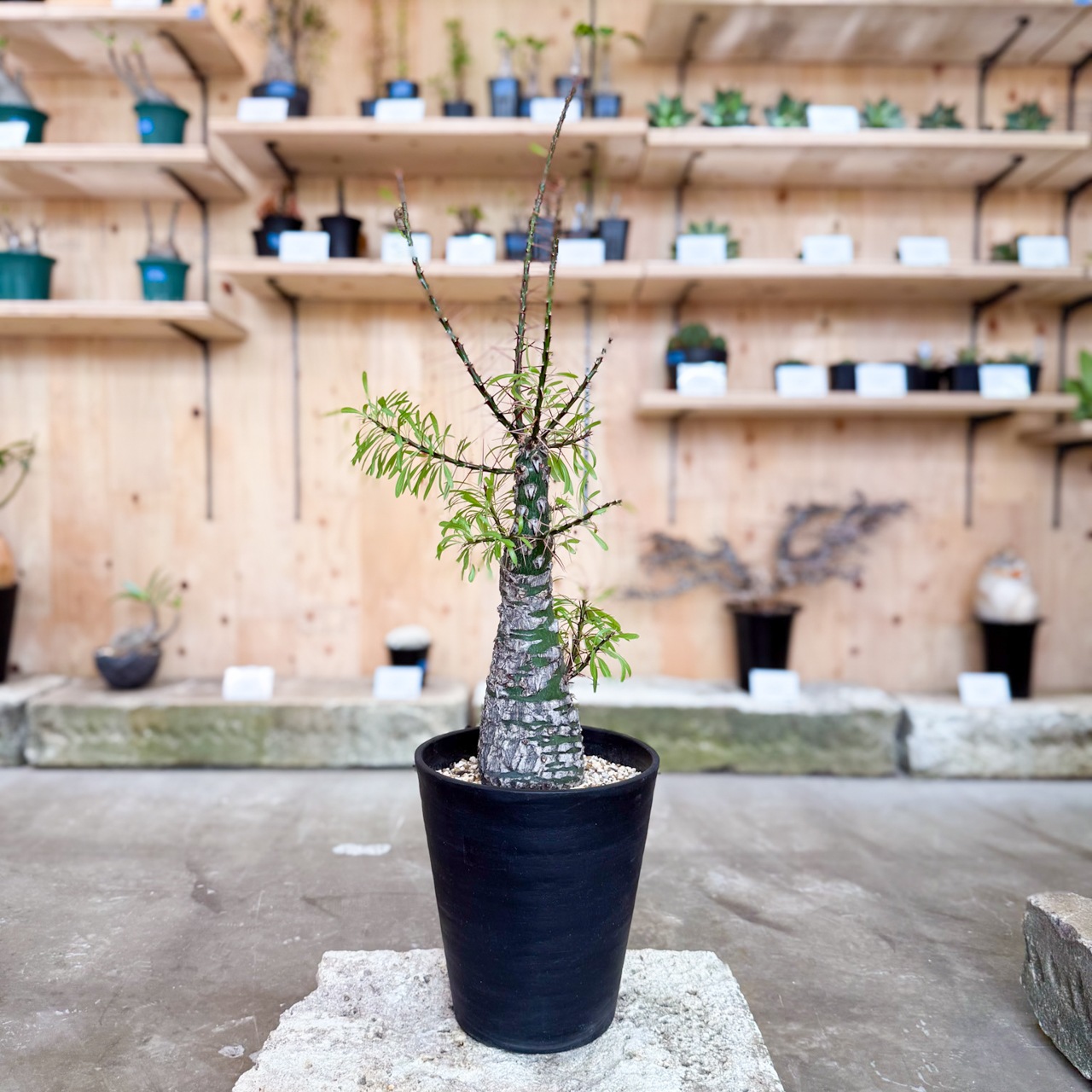yukkeフォークイエリア　プルプシー 鉢込み フォークイエリア・プルプシー | 多肉植物・特別な鉢の販売