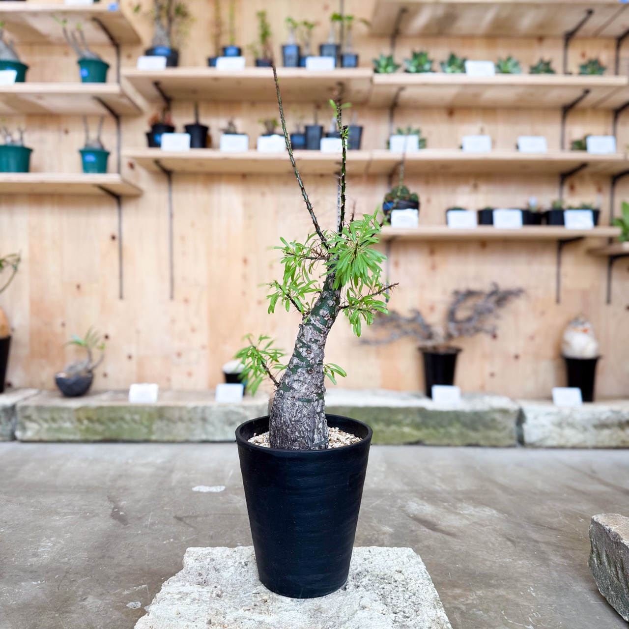 フォークイエリア　プルプシー　塊根 フォークイエリア プルプシー | STELLA.PLANTS