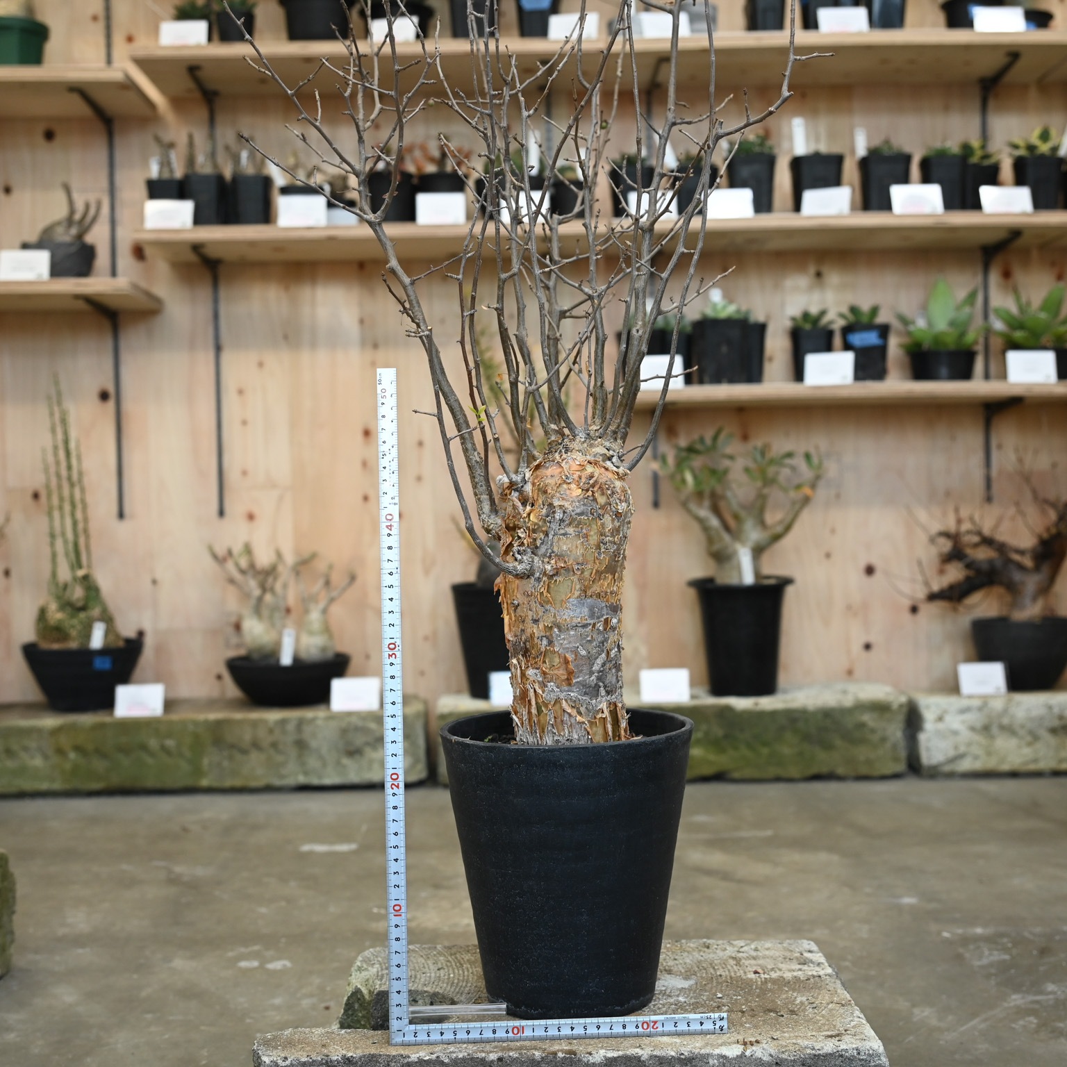 塊根植物 ブルセラ スコレッチテンダリ 塊根植物 ブルセラ スコ