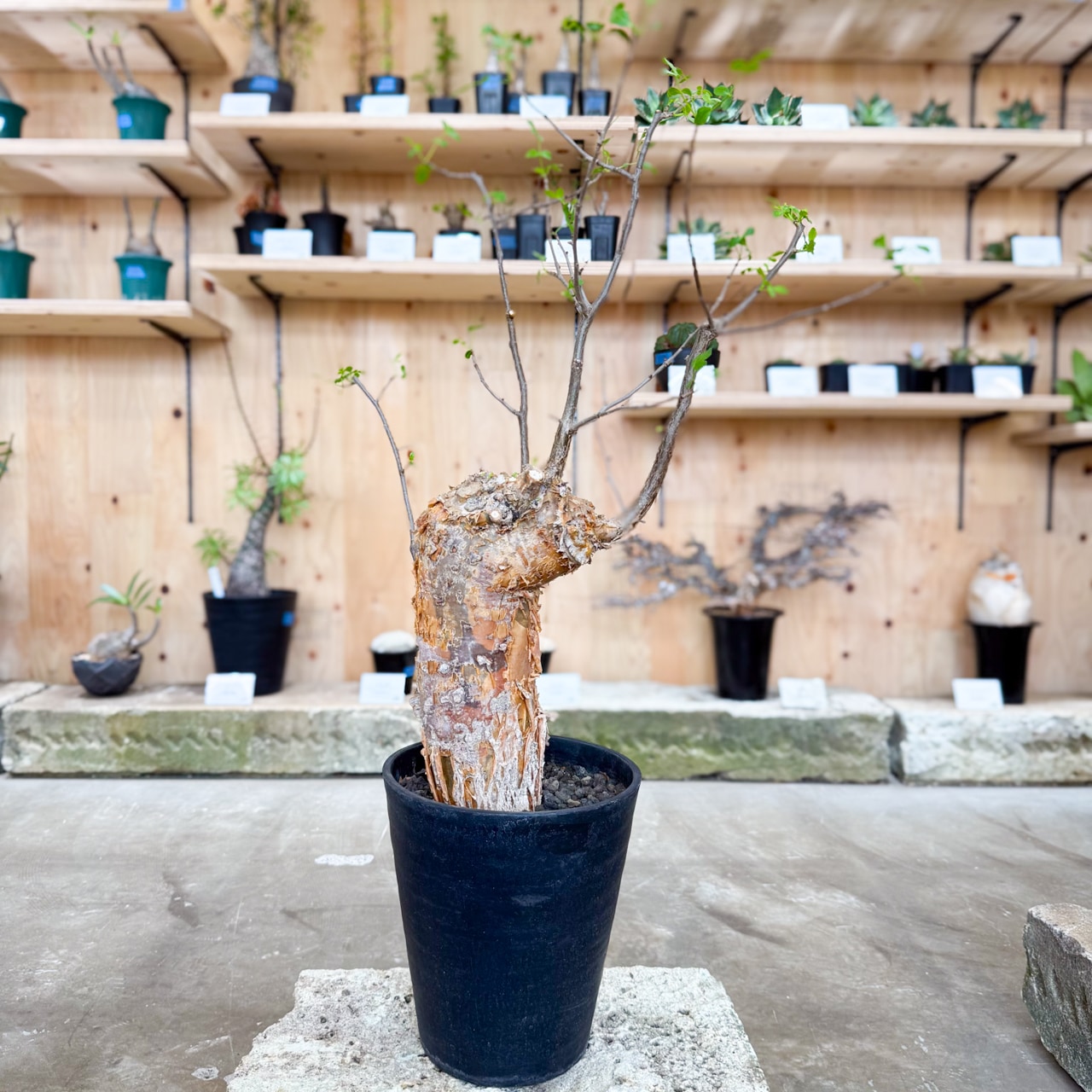 ブルセラ ファガロイデス | 灌木系 | 塊根リーダーズ オンラインショップ