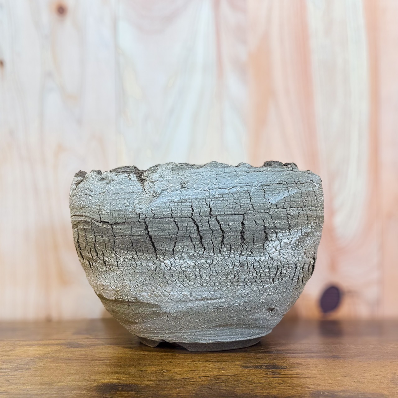 グラキリス 現地球 2頭 塊根植物 黒鉢付き 笠間焼 スリット鉢