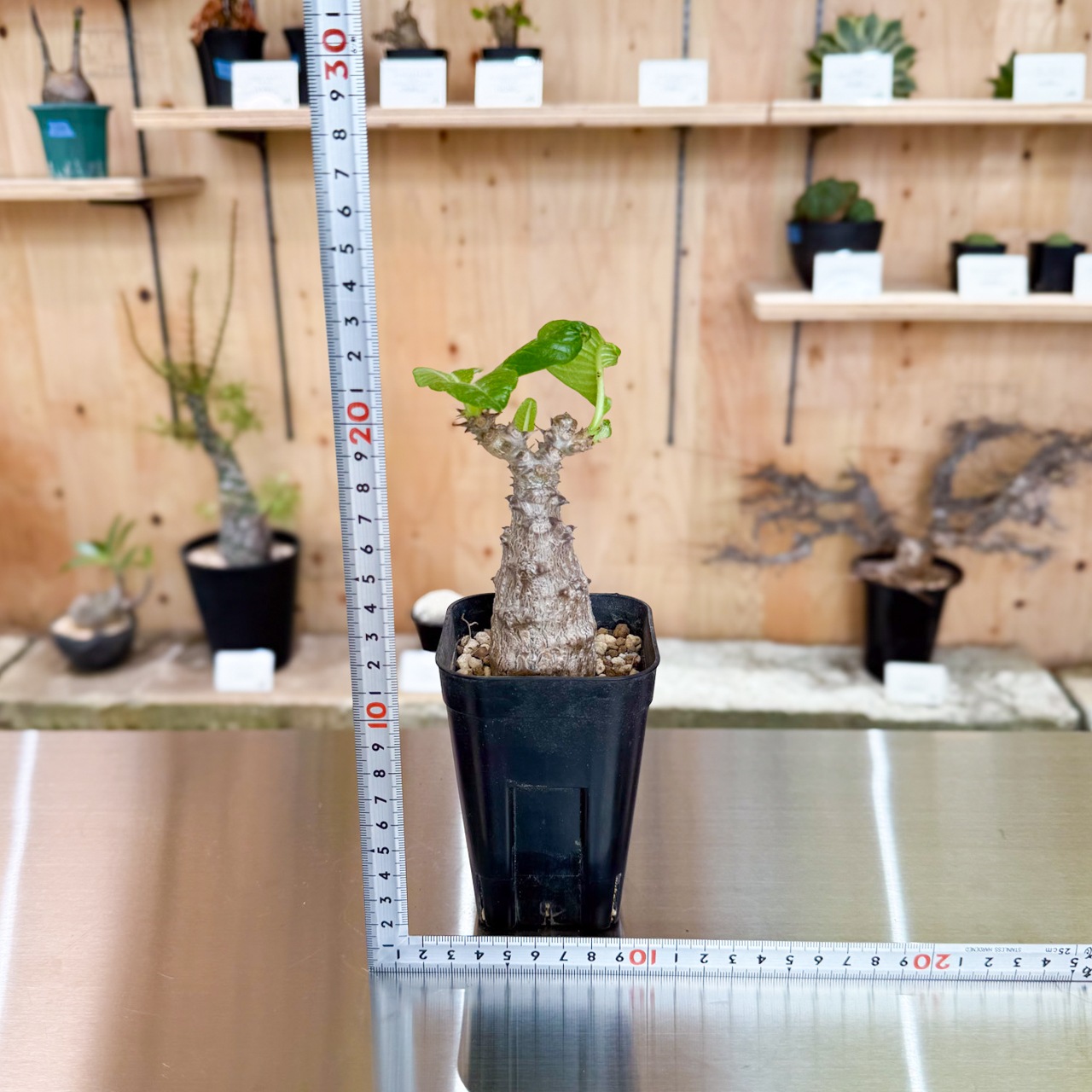 パキポディウム ウィンゾリー | 塊根植物 | 塊根リーダーズ