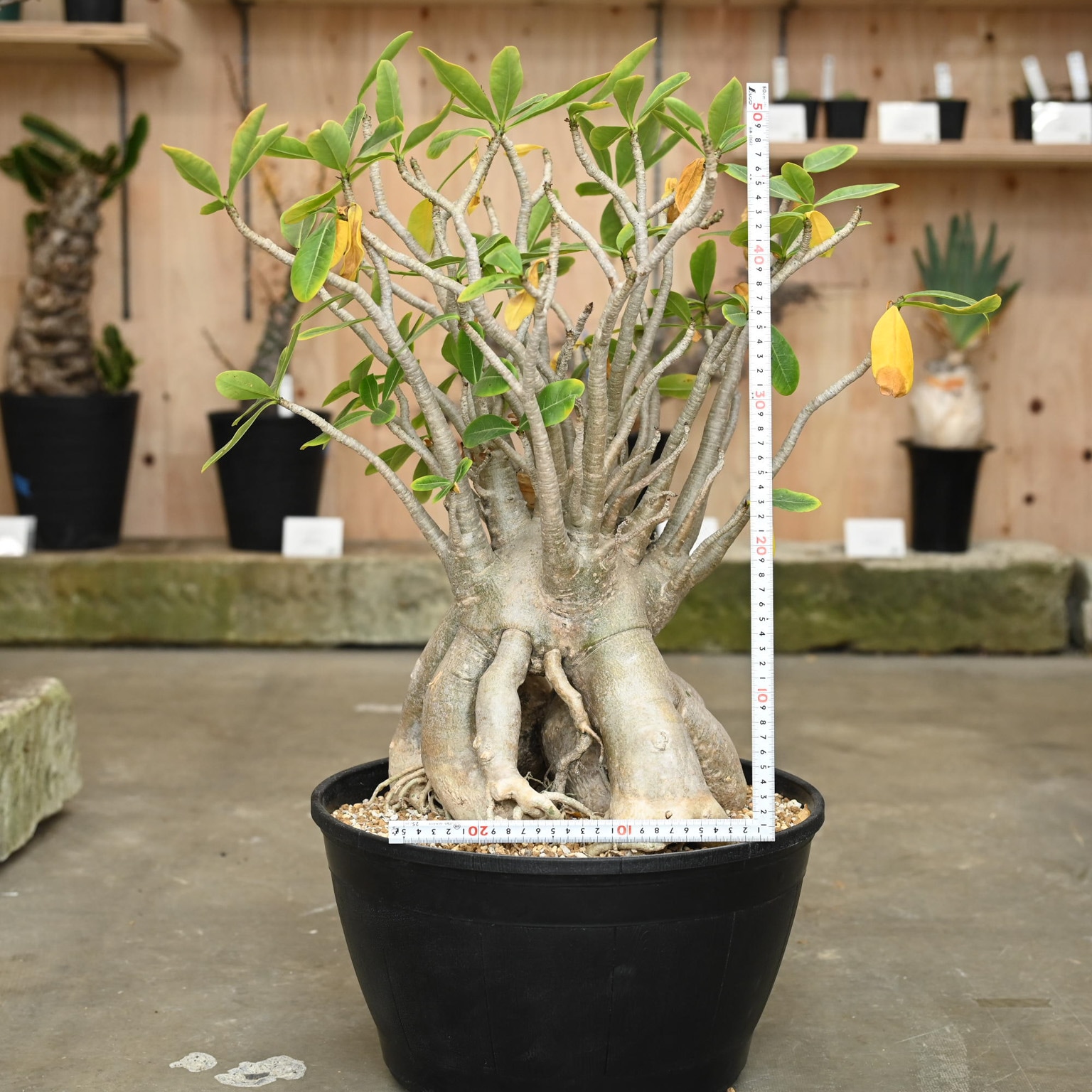 アデニウム オベスム | 塊根植物 | 塊根リーダーズ オンラインショップ