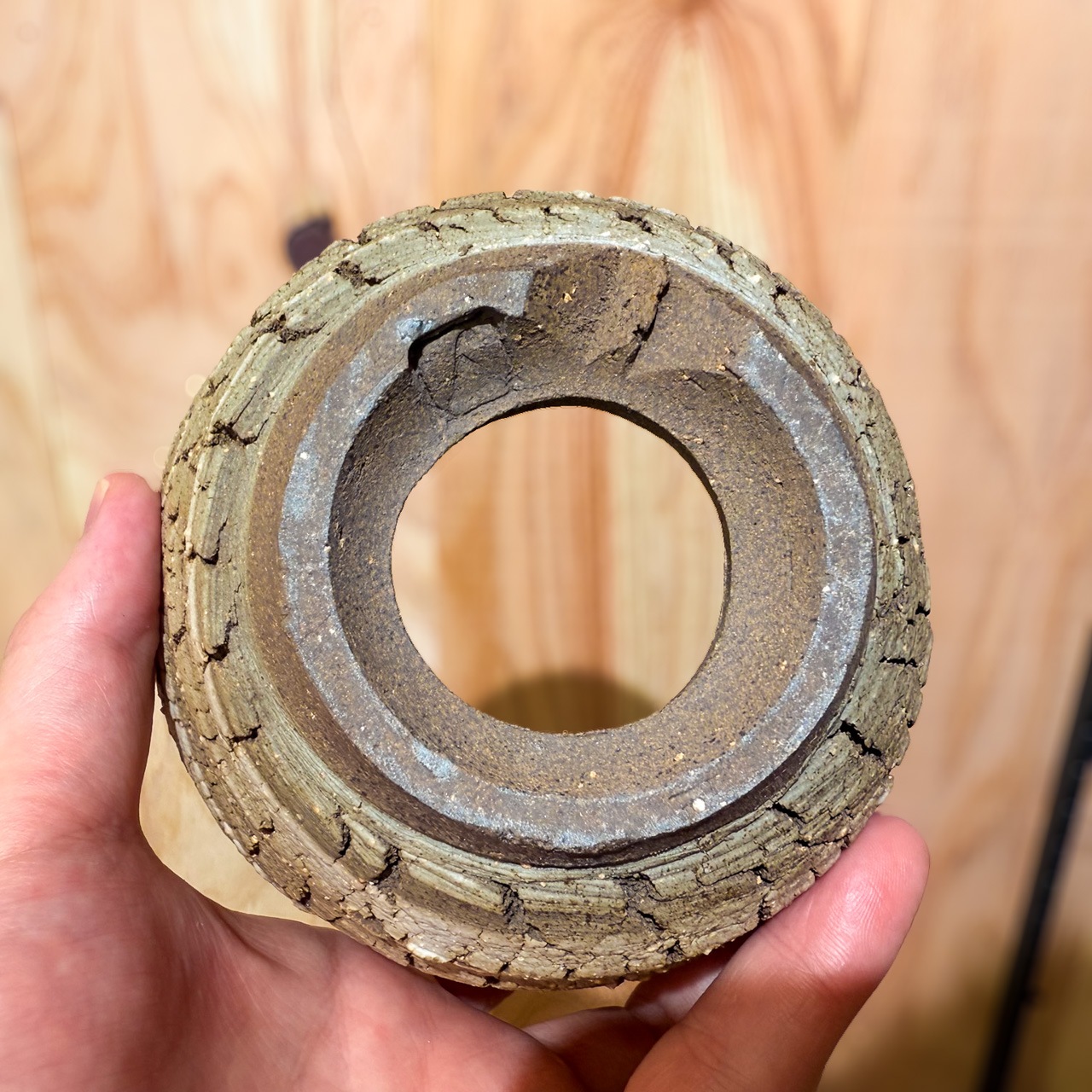 良型手乗りサイズ　グラキリス　現地球　鉢付き 良型手乗りサイズ グラキリス 現地球 鉢付き